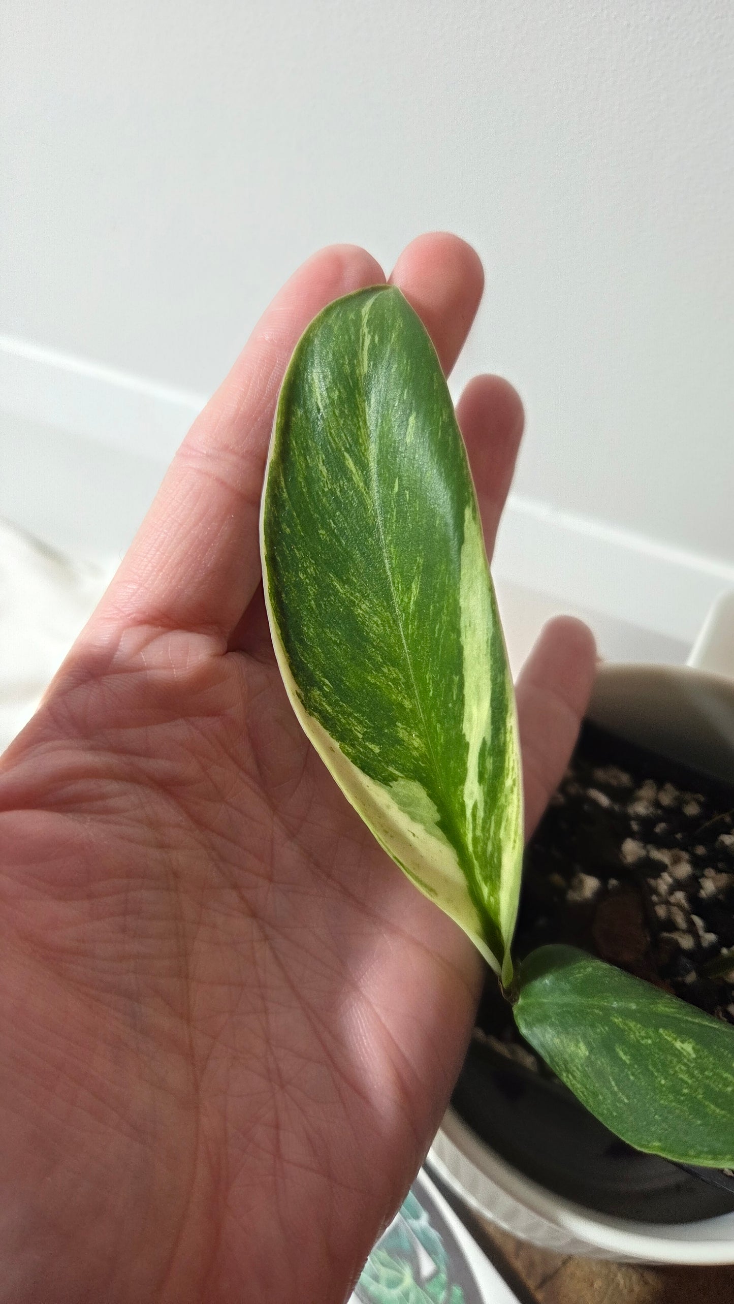 Rhaphidophora Elliptifolia Variegata (AUT-092)