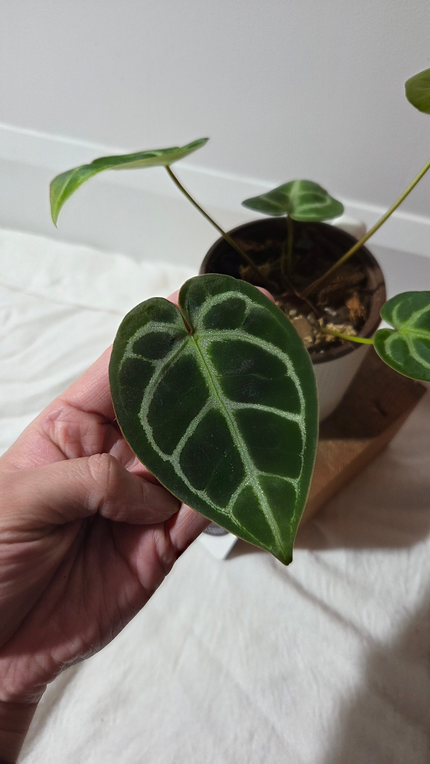 Anthurium Domino Hybrid "format MOYEN" (ANT-658)