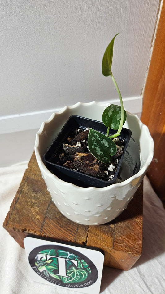 Scindapsus Black Exotica (SCI-1324)