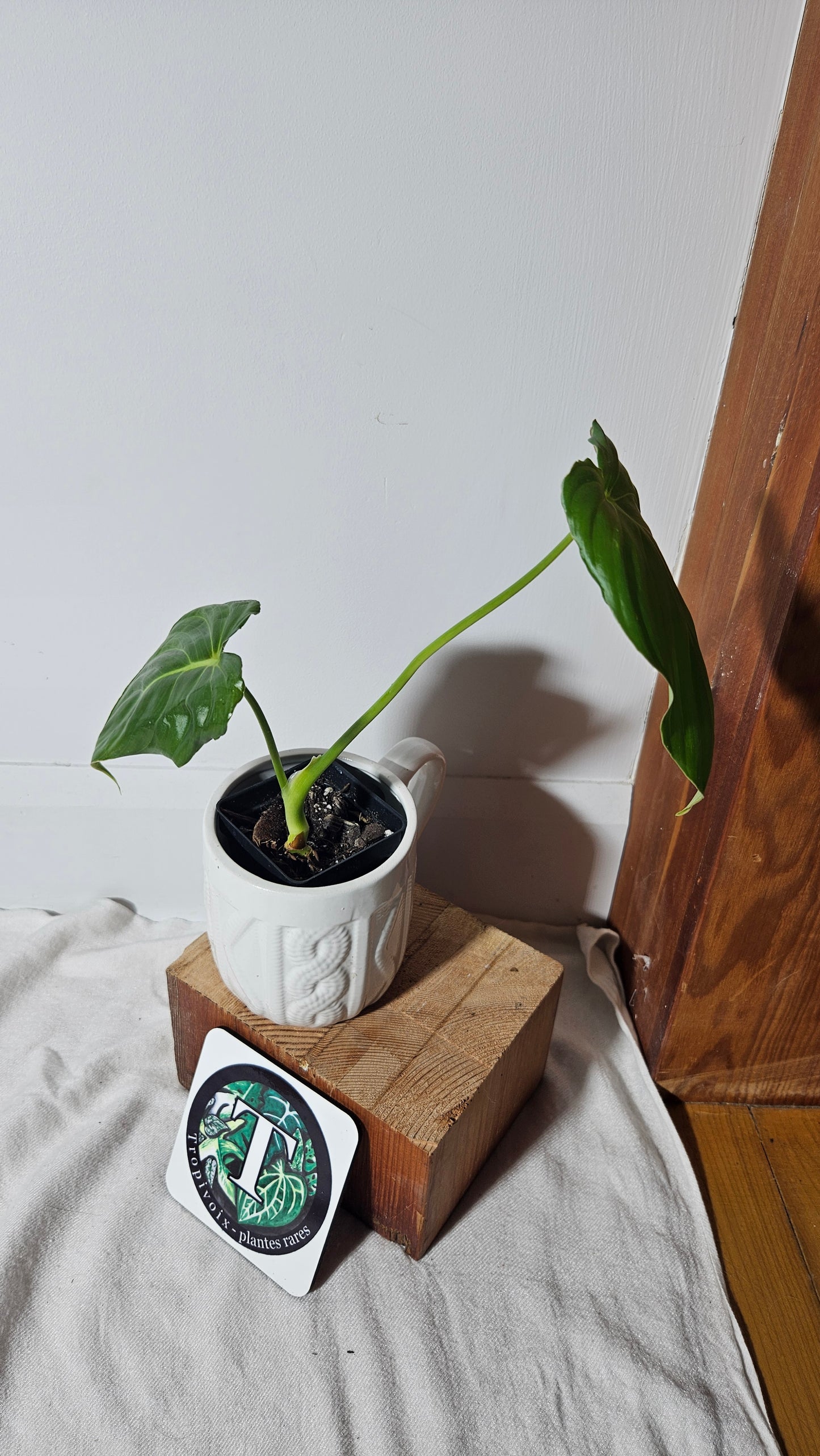 Philodendron Pastazanum (PHI-642)