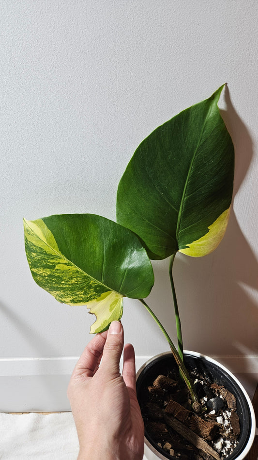 Monstera Aurea (MON-364)