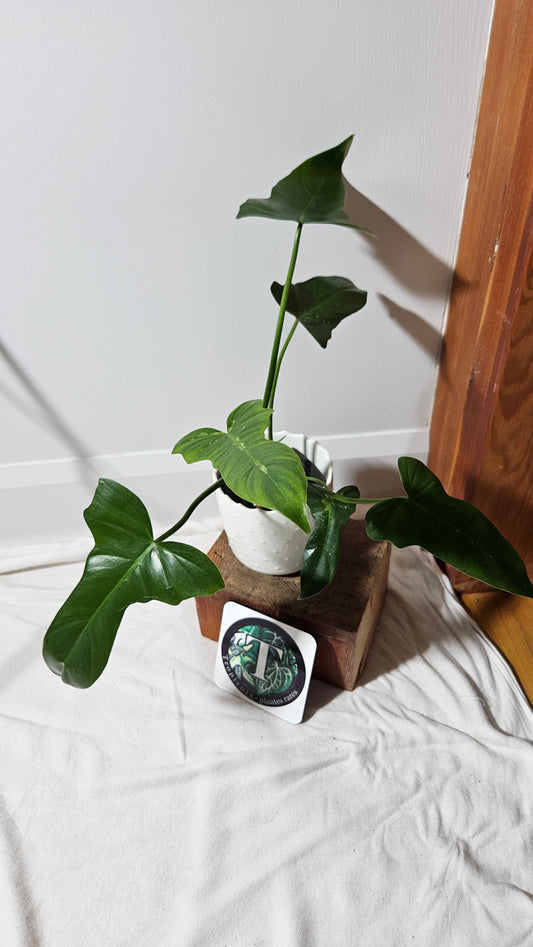 Philodendron Golden Dragon (PHI-593)