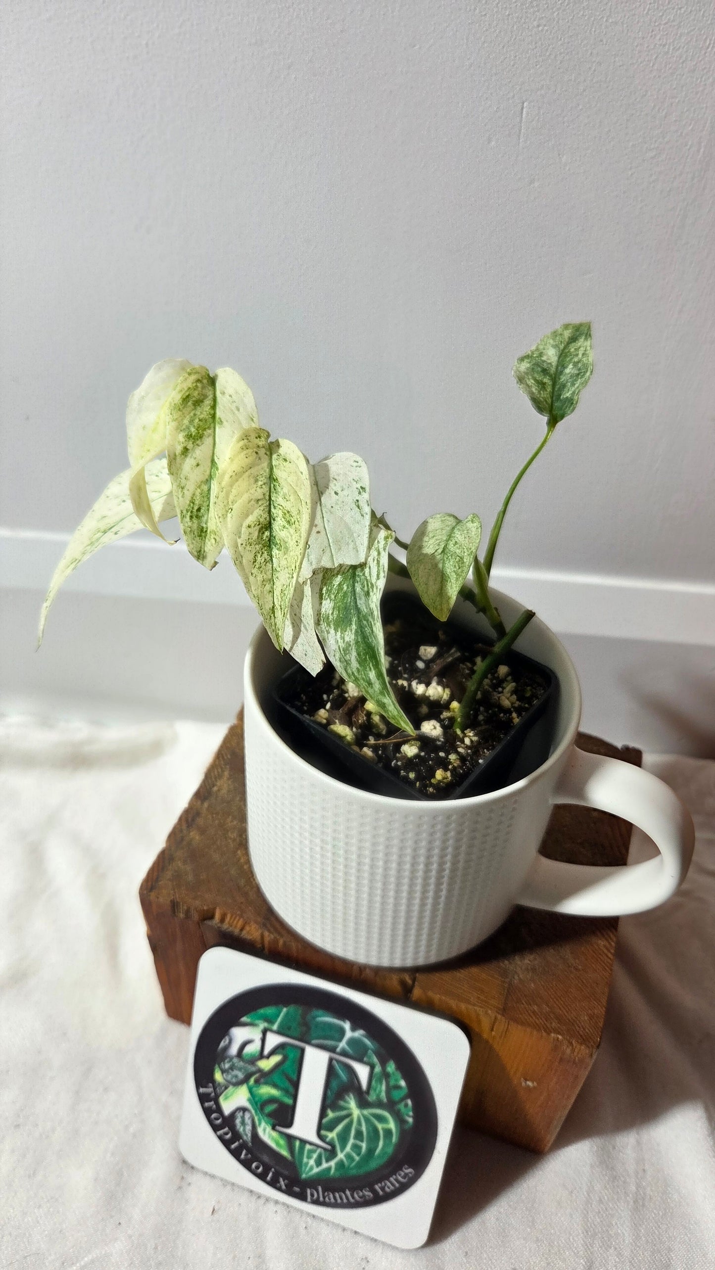Monstera Laniata Mint (MON-340)