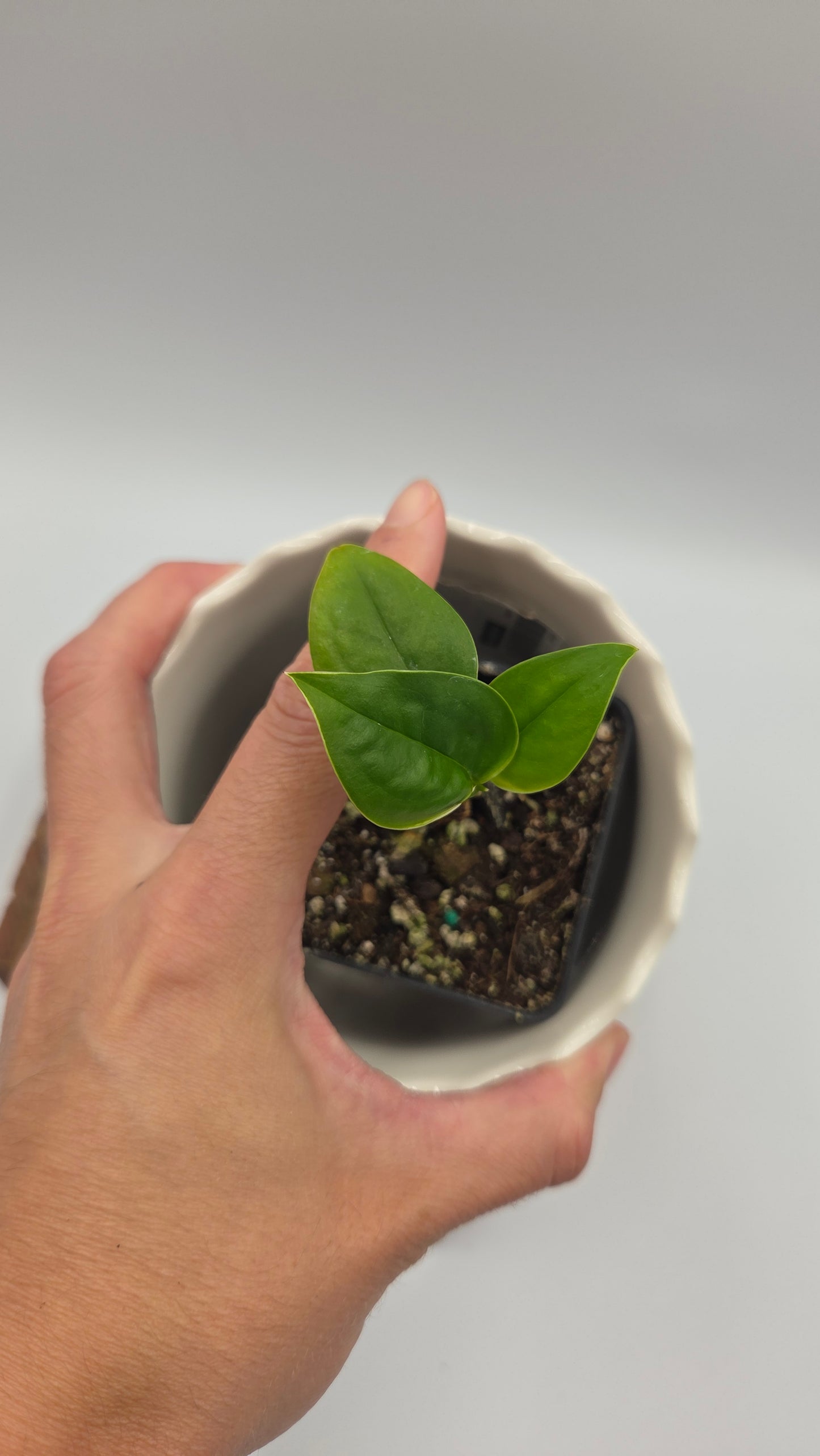 Monstera Obliqua Aff Limon (MON-550)
