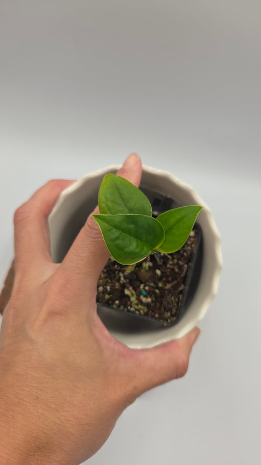 Monstera Obliqua Aff Limon (MON-550)