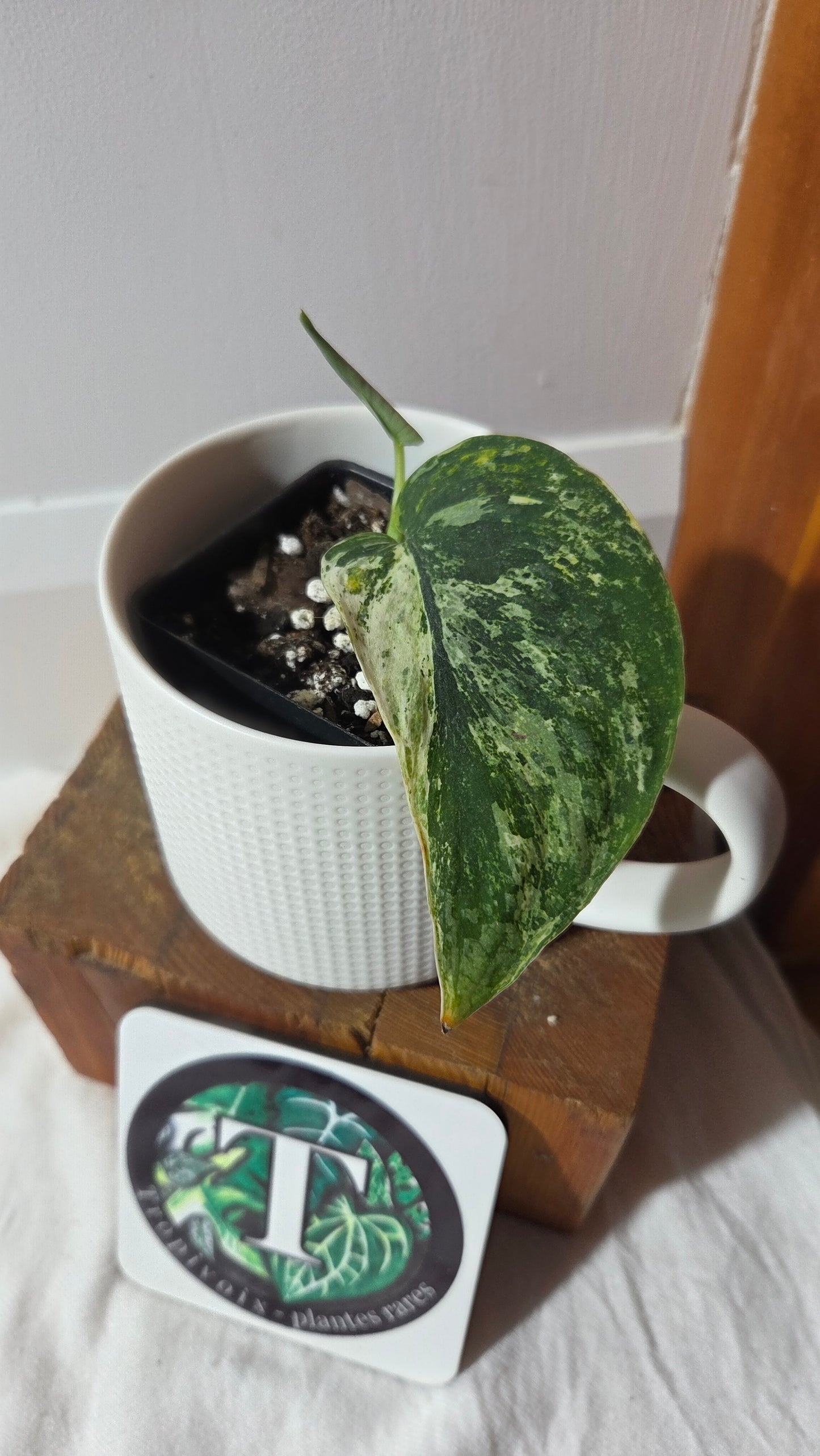 Scindapsus Dark satin Tricolore (SCI-1370)