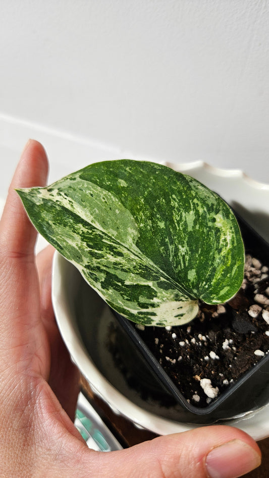 Scindapsus Dark satin Tricolore (SCI-1042)