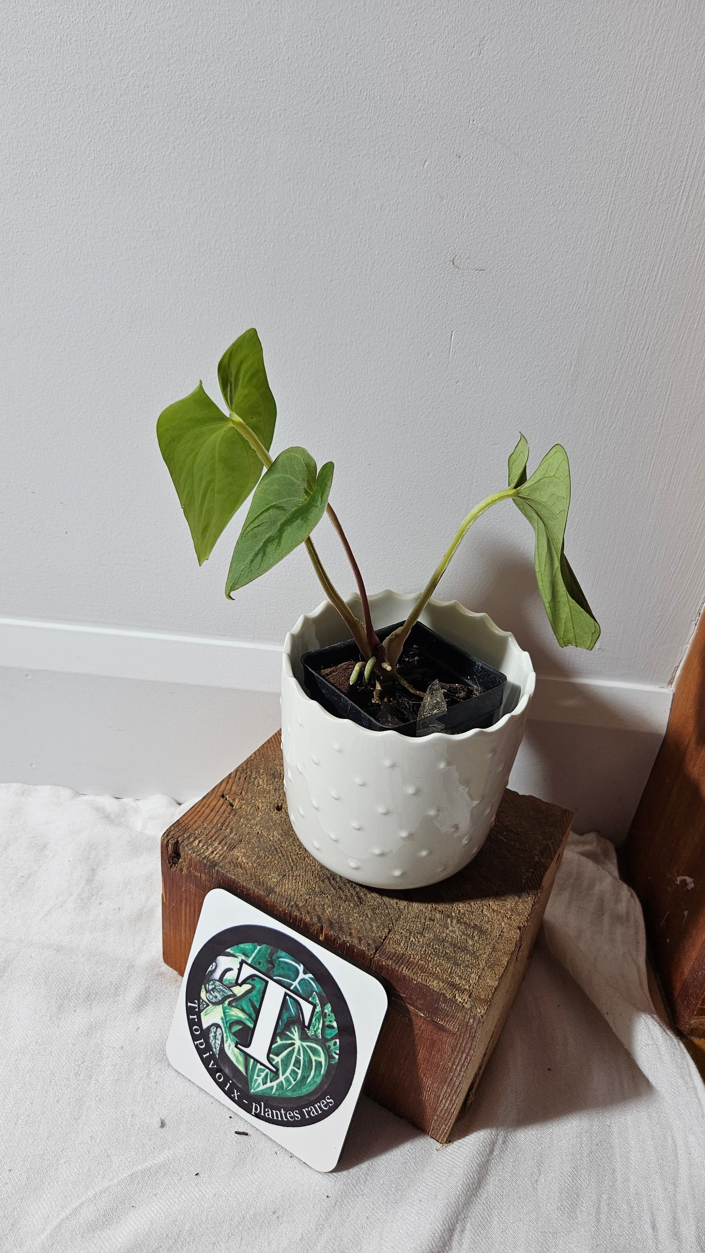 Anthurium  Tiwintza Aff Velvet "format MOYEN" (ANT-243)