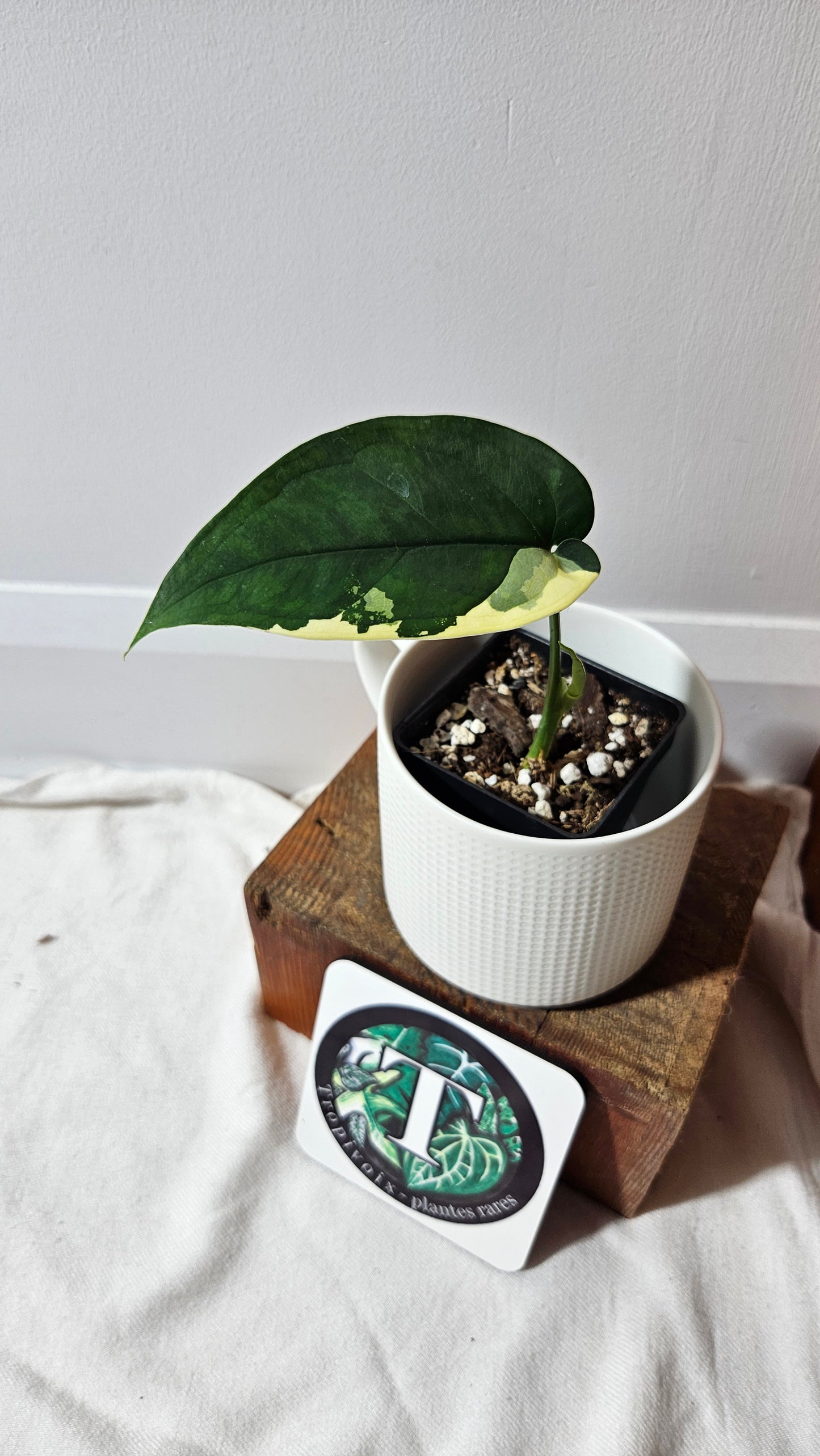 Syngonium Chiapense Albo (SYN-479)