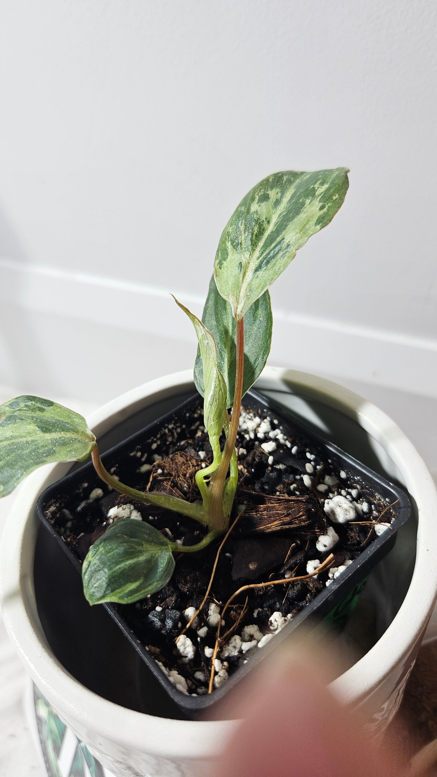 Philodendron Gloriosum "Snow leopard" (PHI-609)