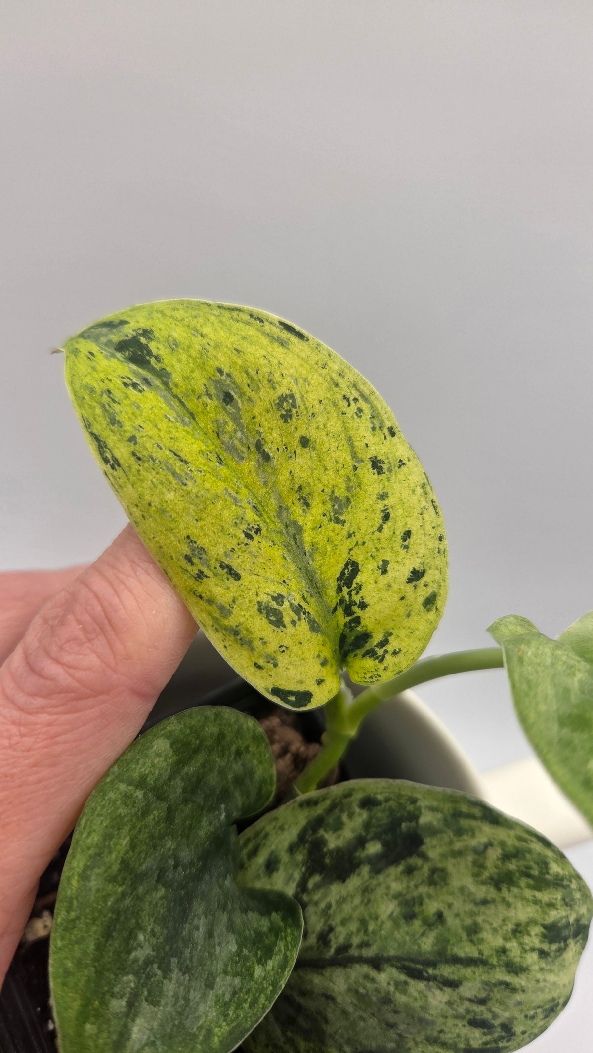 Scindapsus Silver Cloud variegata (SCI-1524)