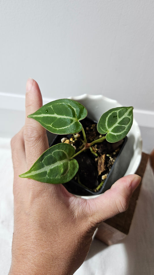 Anthurium Crystallinum Hybrid "SEEDLING format" (ANT-150)