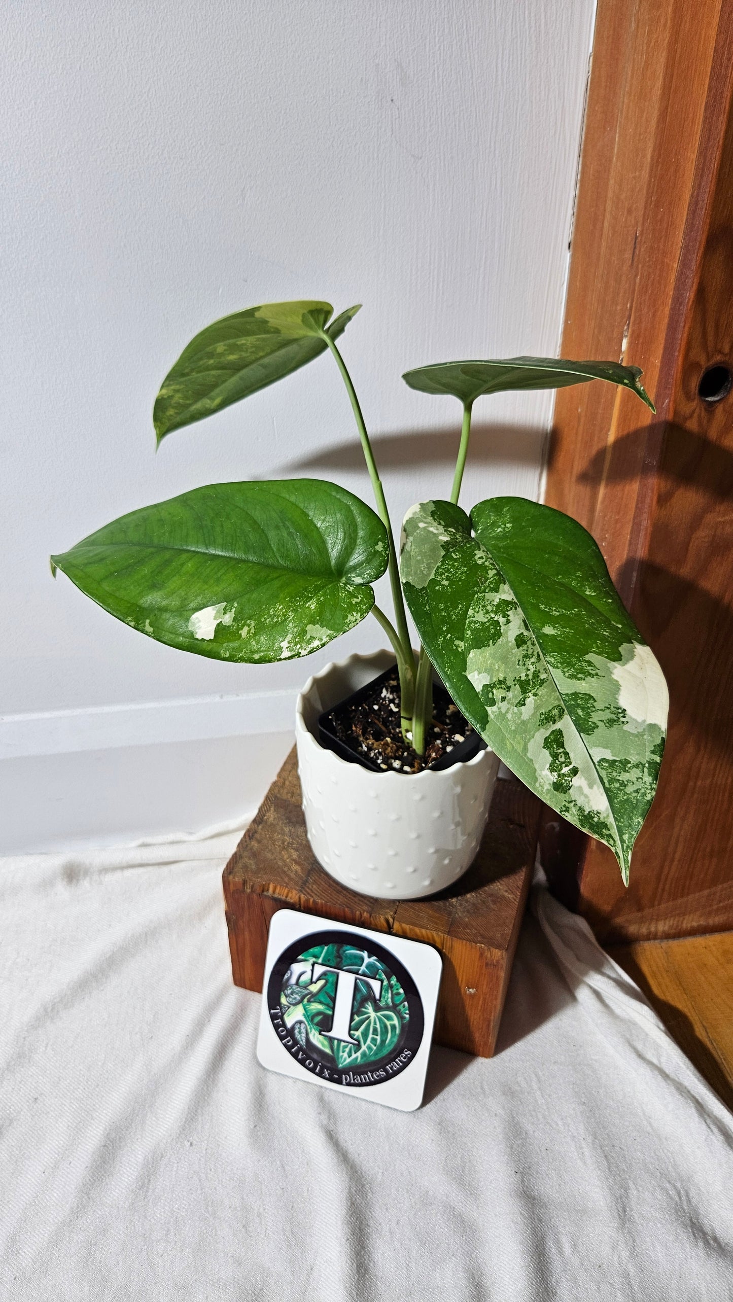 Syngonium Chiapense Albo (SYN-451)