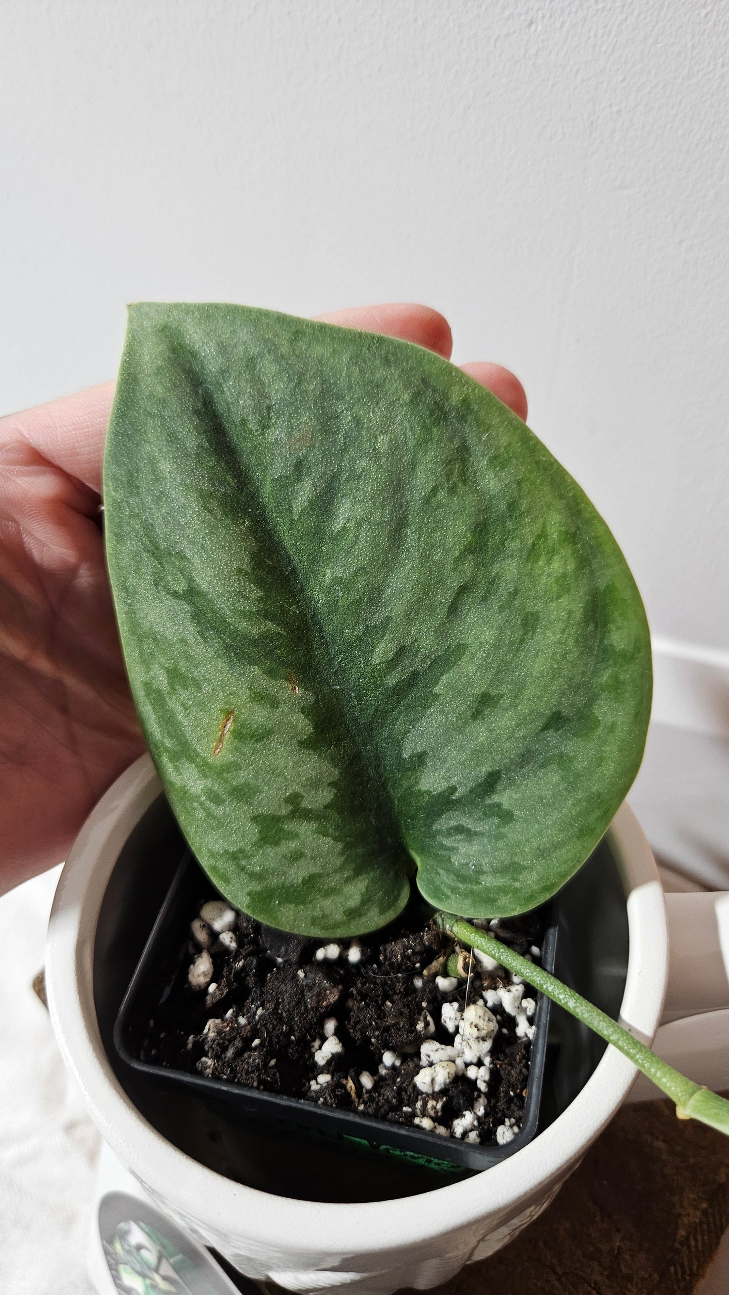Scindapsus Venom (SCI-1301)