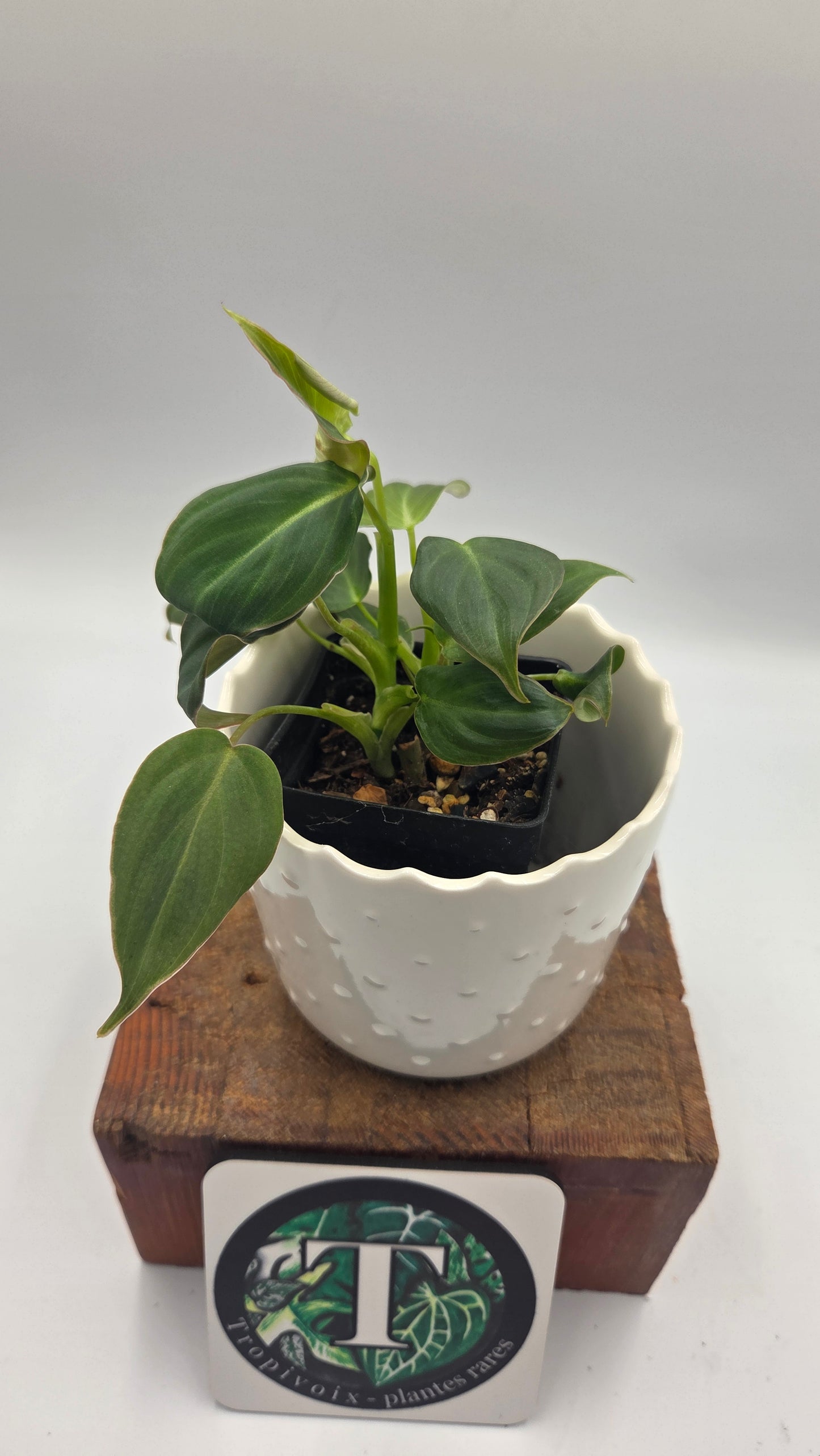 Philodendron Glorious (PHI-1052)