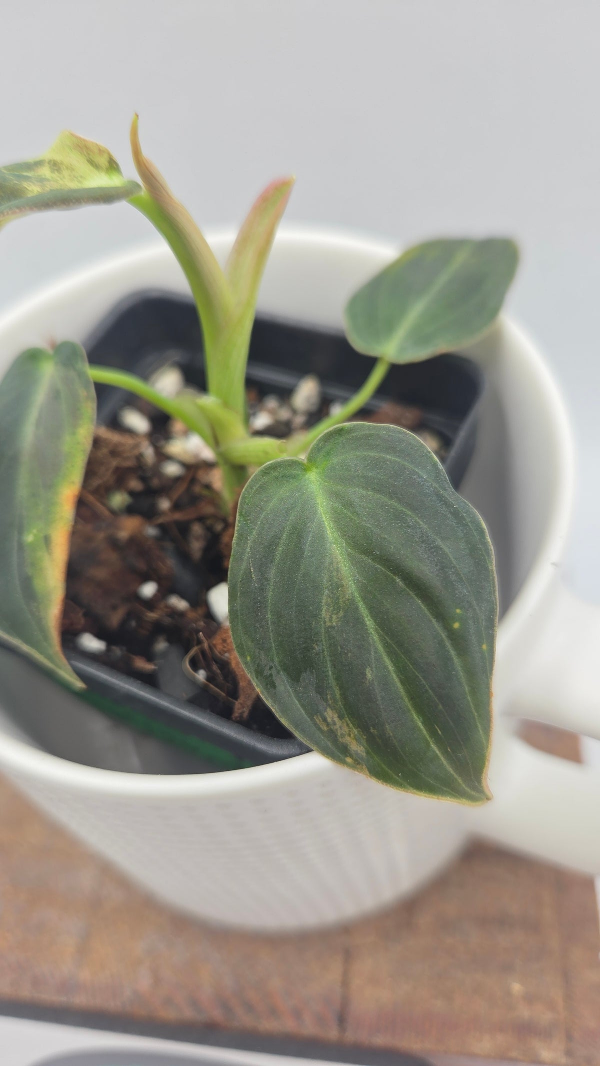 Philodendron Melanochrysum Variegata (PHI-1084)