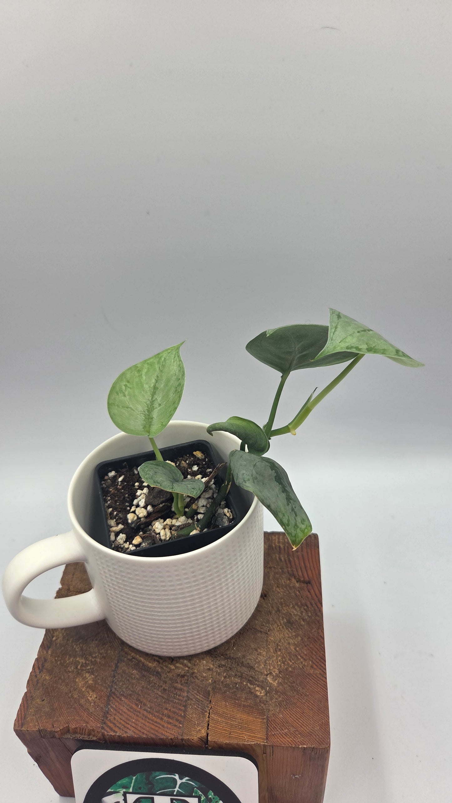Scindapsus Silver Lava (SCI-1497)