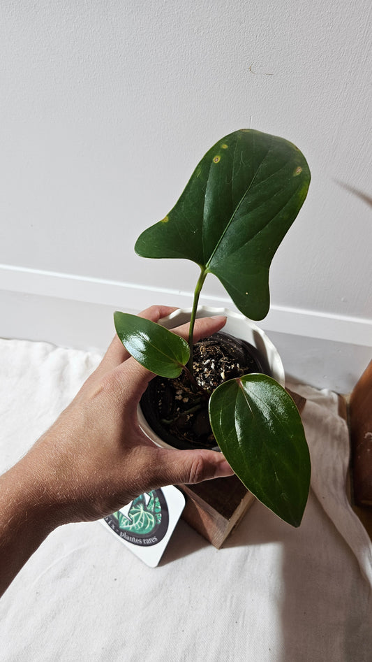 Anthurium Versicolor Aff Napo Black "LARGE format" (ANT-151)