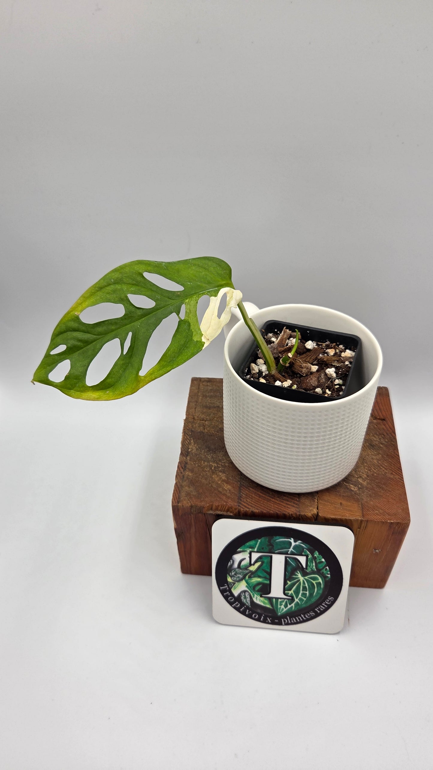 Monstera Andasonii Tricolore (MON-536)