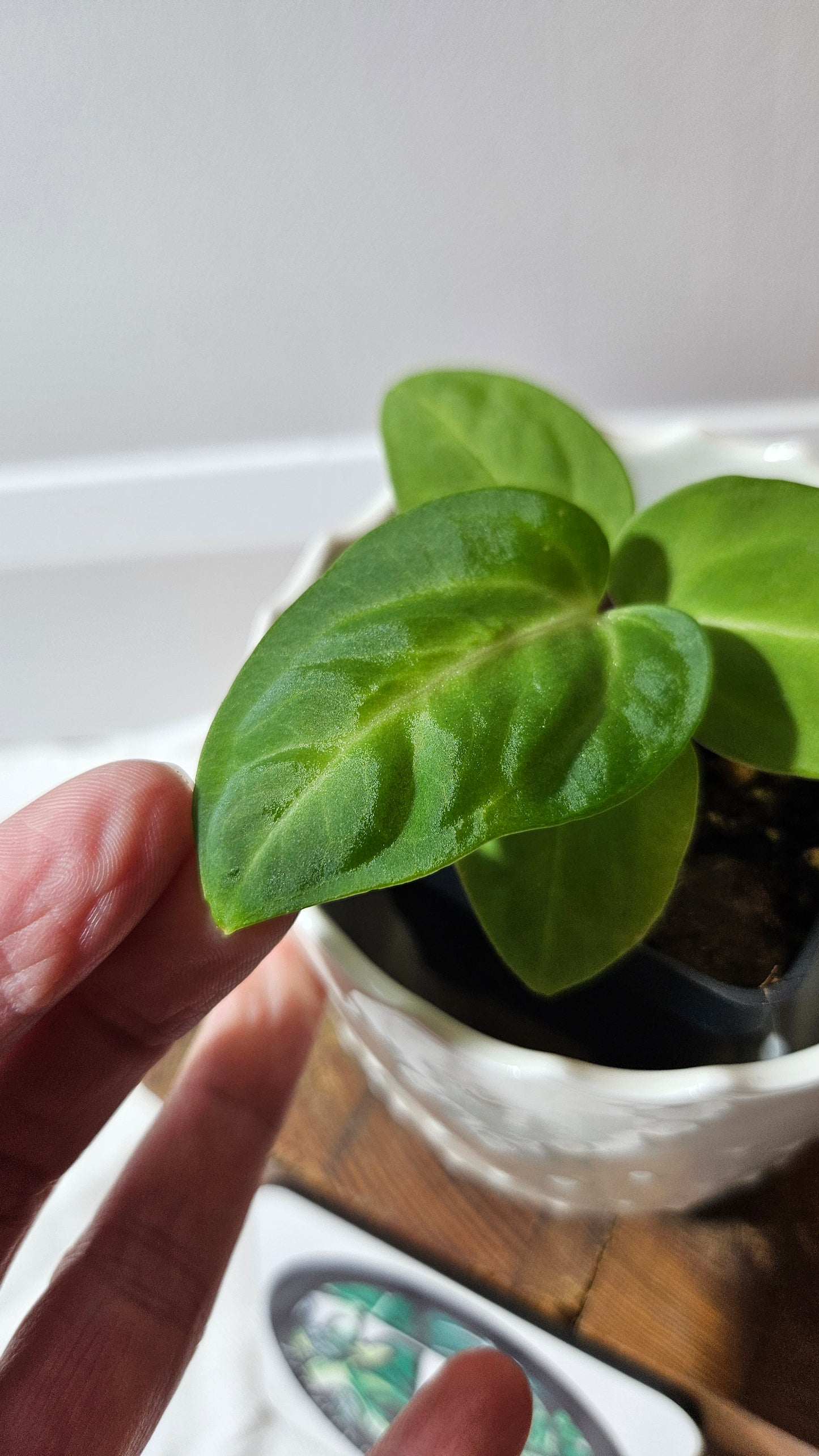 Anthurium Villenaorum X Warocqueanum  "format PETIT"(ANT-615)