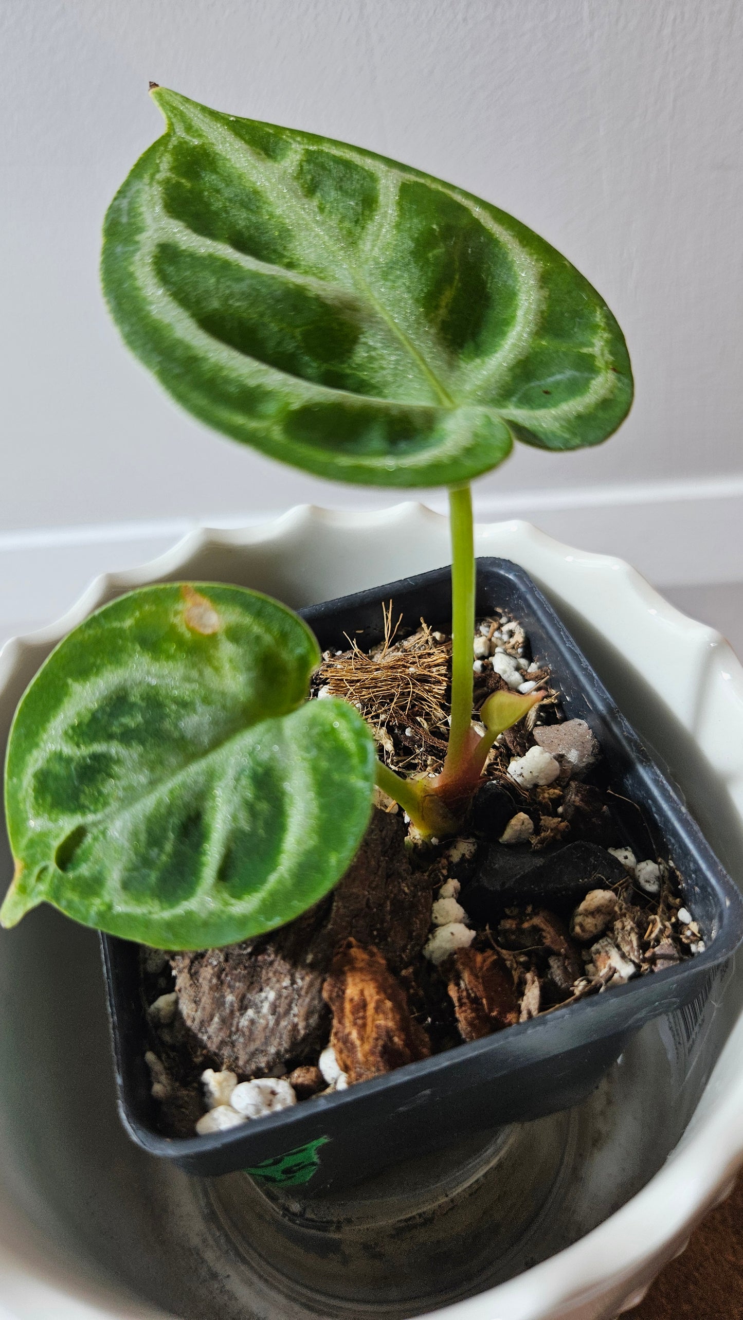 Anthurium Dorayaki Silver "format PETIT"( ANT-577)