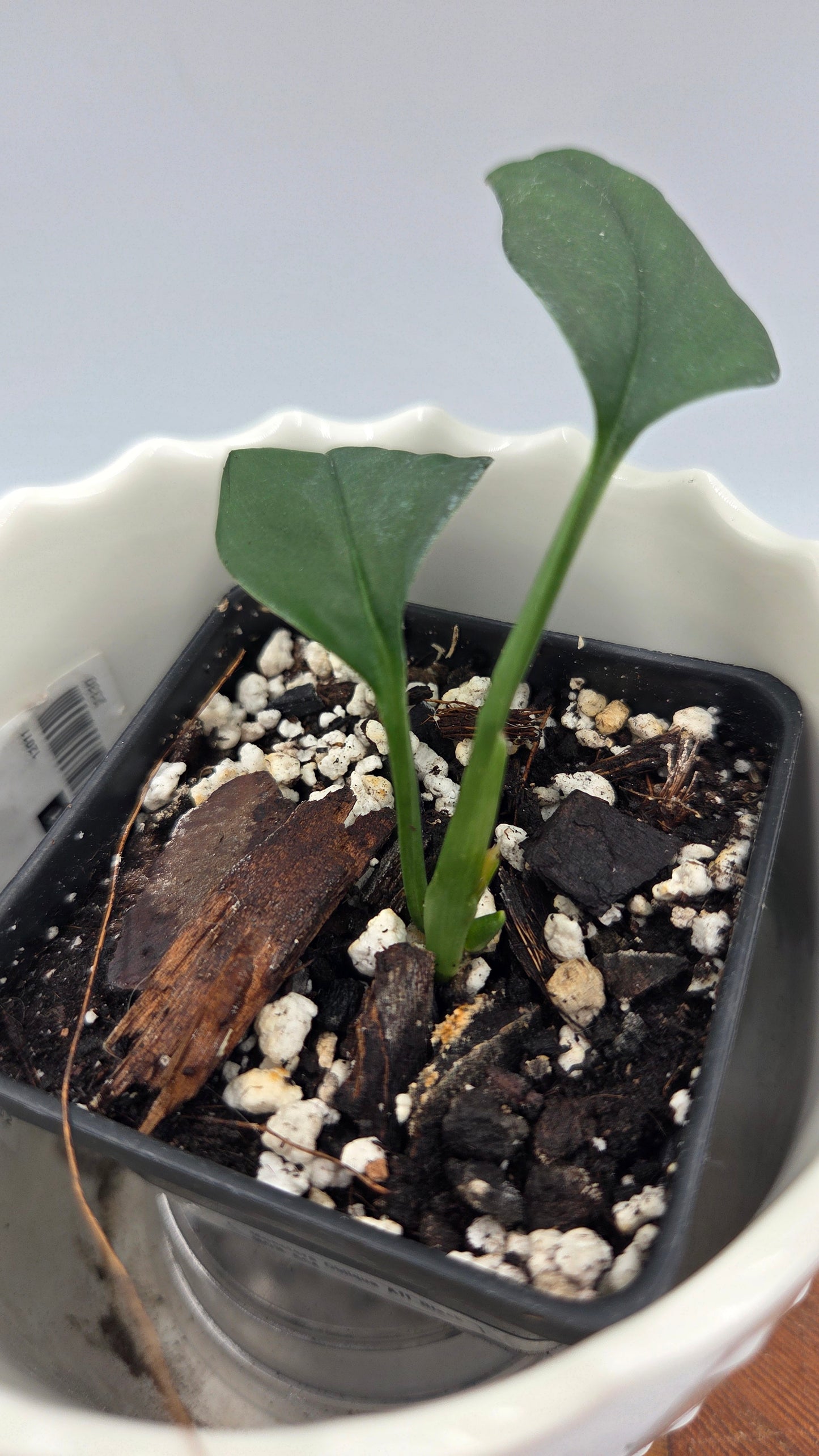 Monstera Obliqua Aff Black (MON-554)