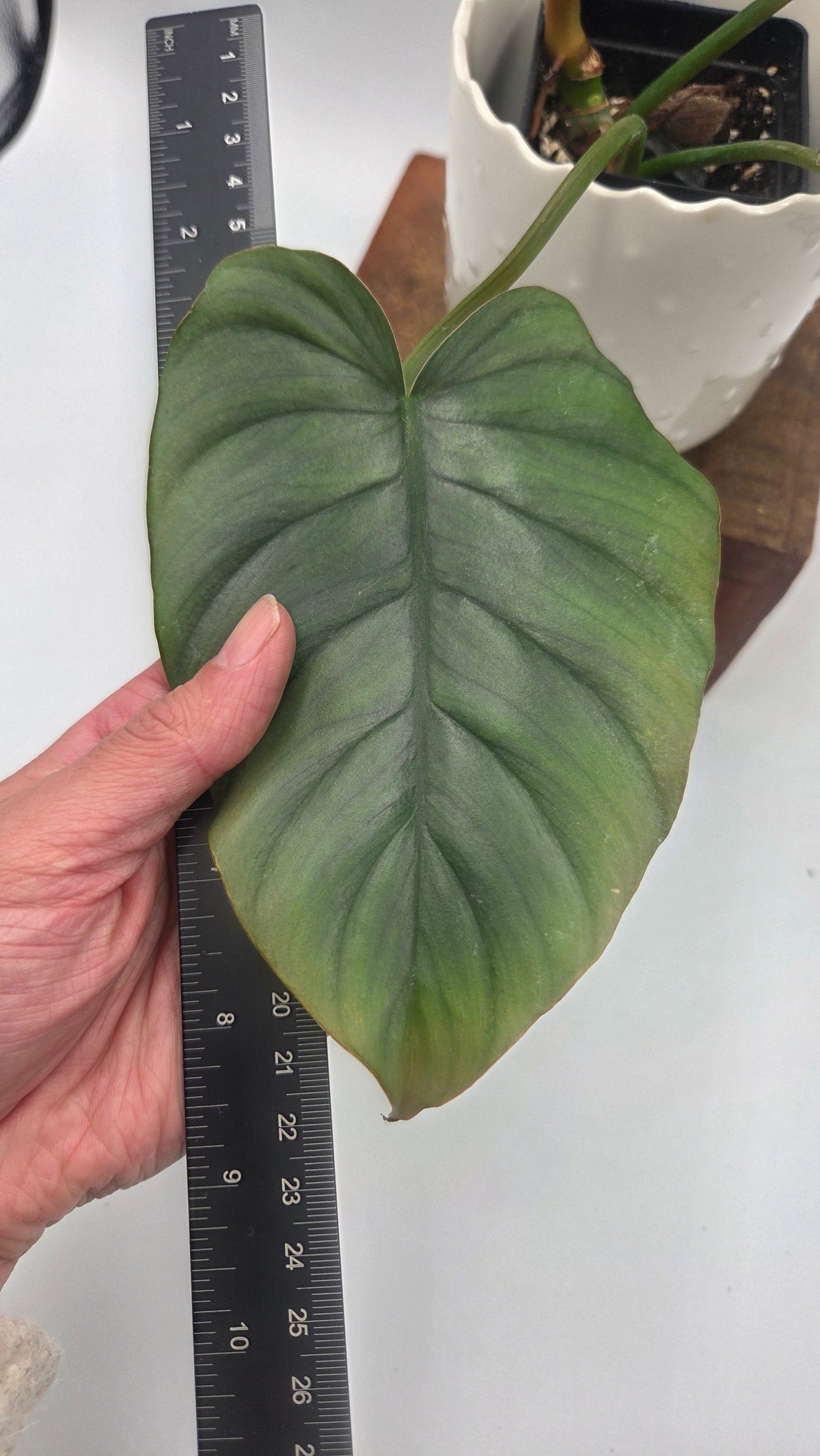 Philodendron Plowmanii X Mayoi (PHI-1093)
