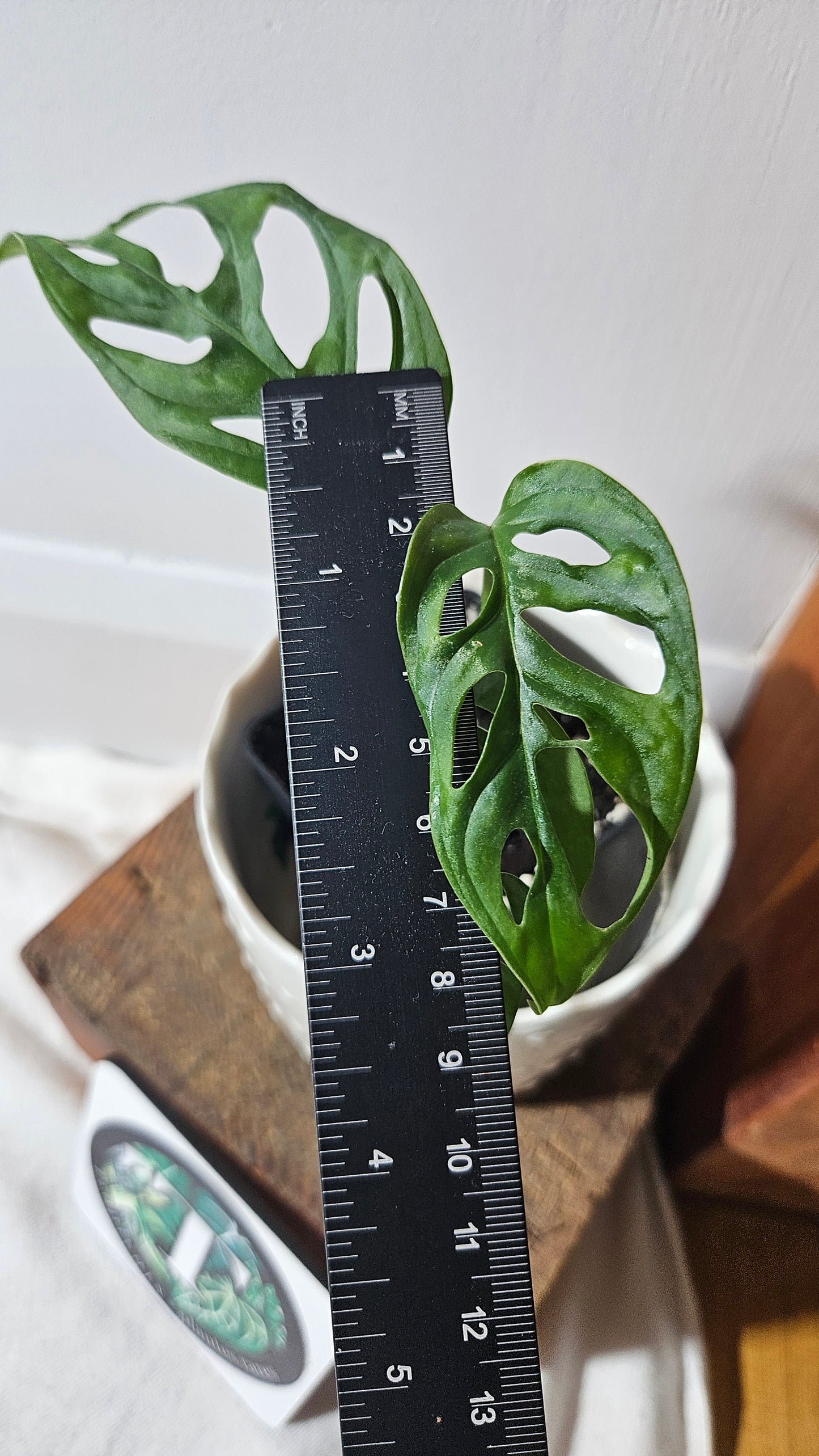 Monstera Acuminata (MON-406)