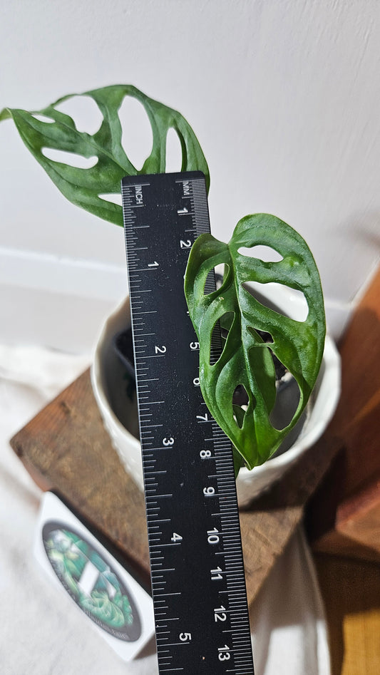 Monstera Acuminata (MON-406)