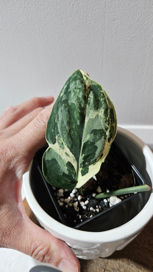 Scindapsus Black Dragon white (SCI-1075)