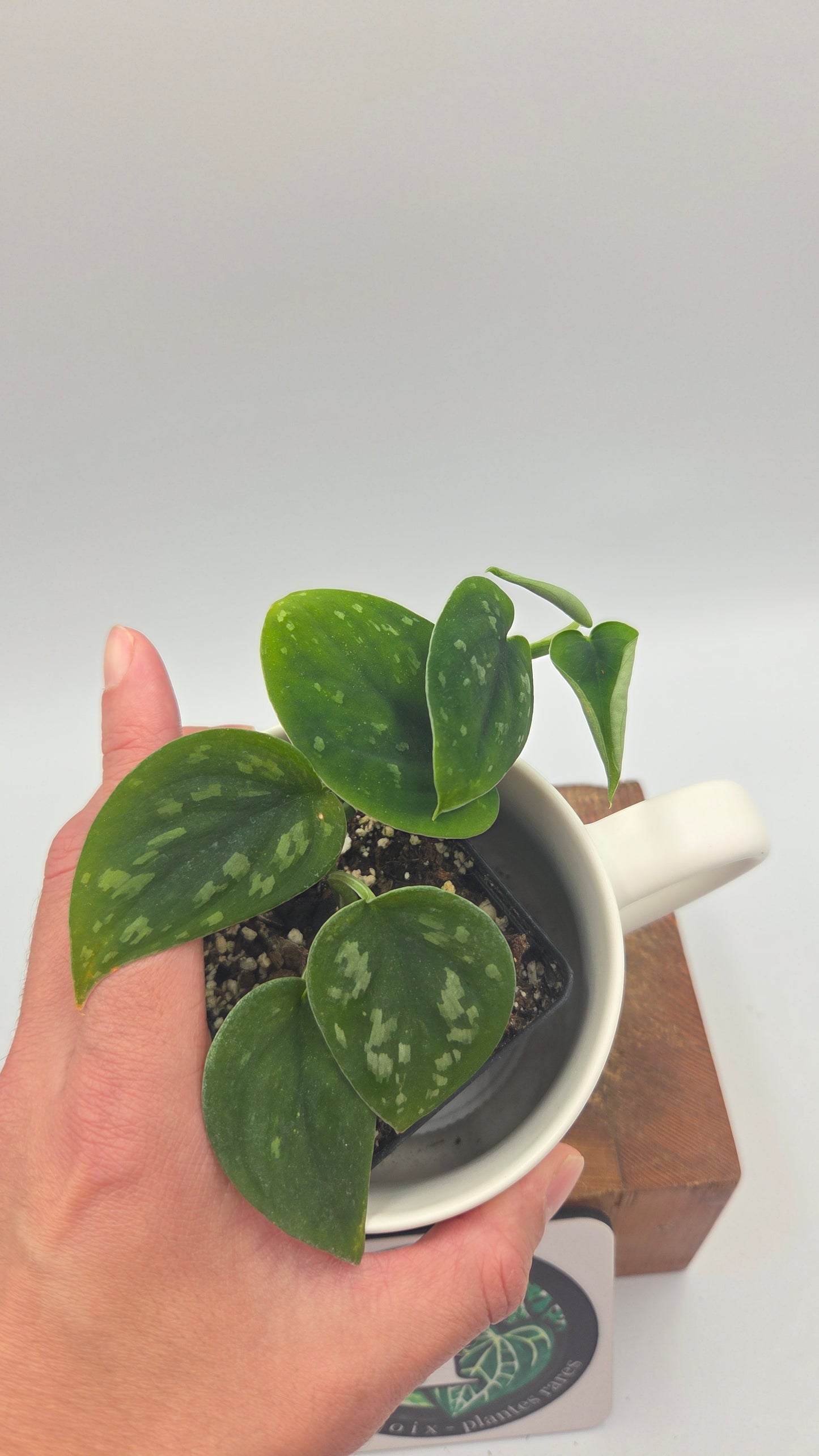 Scindapsus Tricolore Duff (SCI-546)