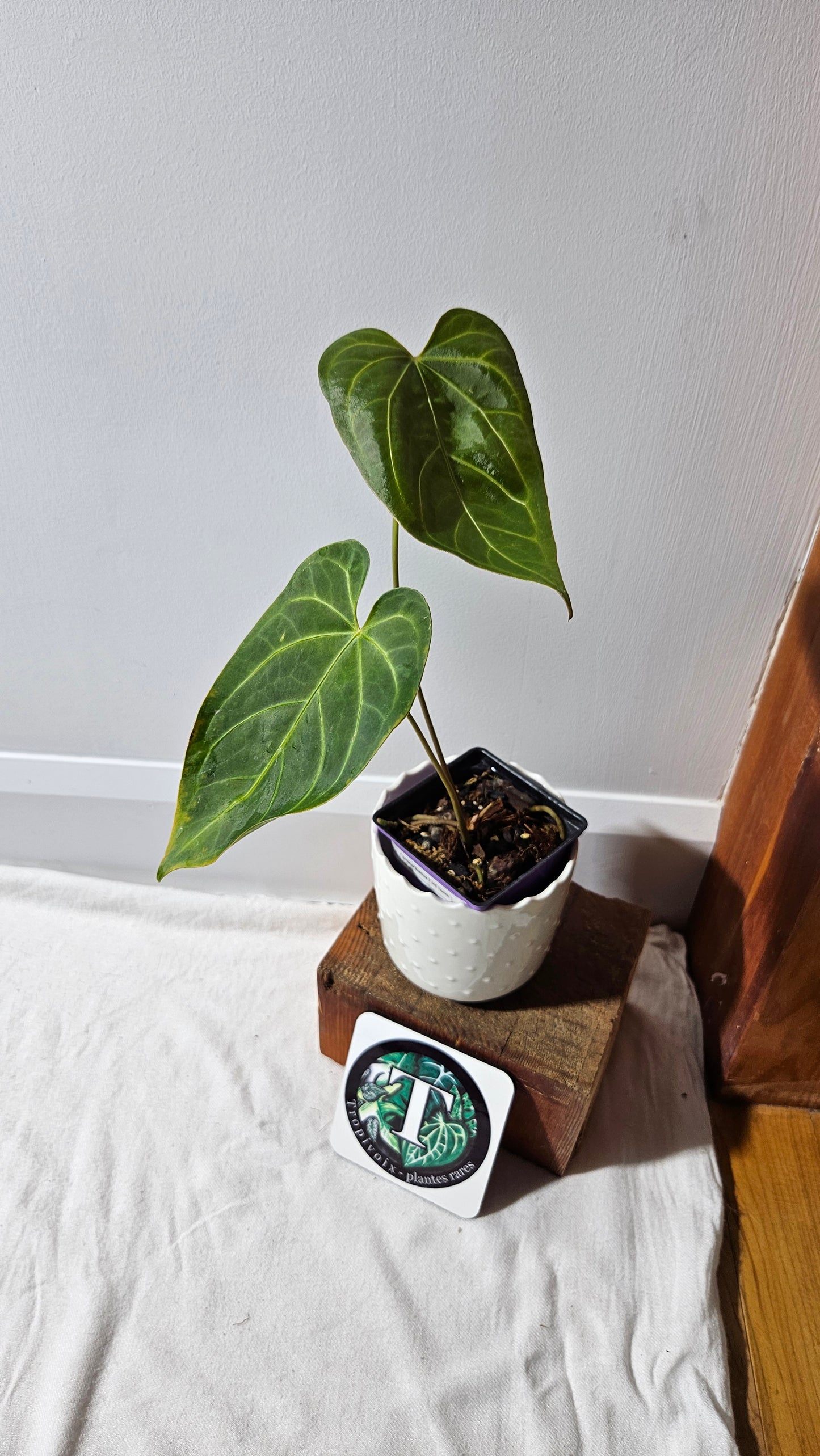 Anthurium Magnificum X AOS Ecuador "MEDIUM format" (ANT-222)