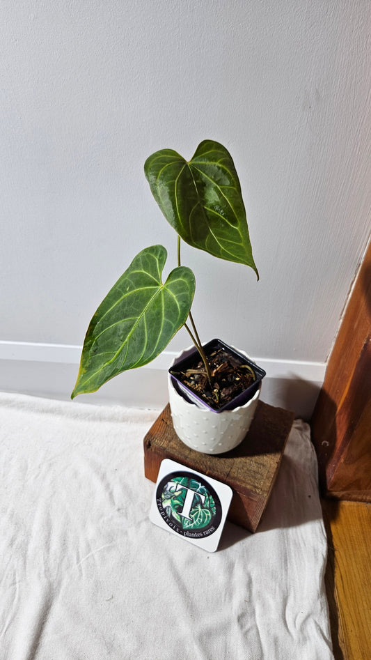 Anthurium Magnificum X AOS Ecuador "MEDIUM format" (ANT-222)
