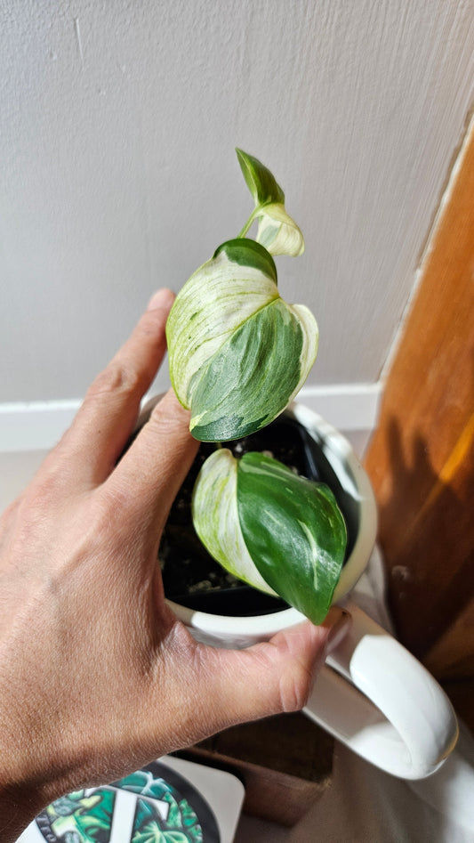 Scindapsus Blue Albo Tricolore (SCI-1101)