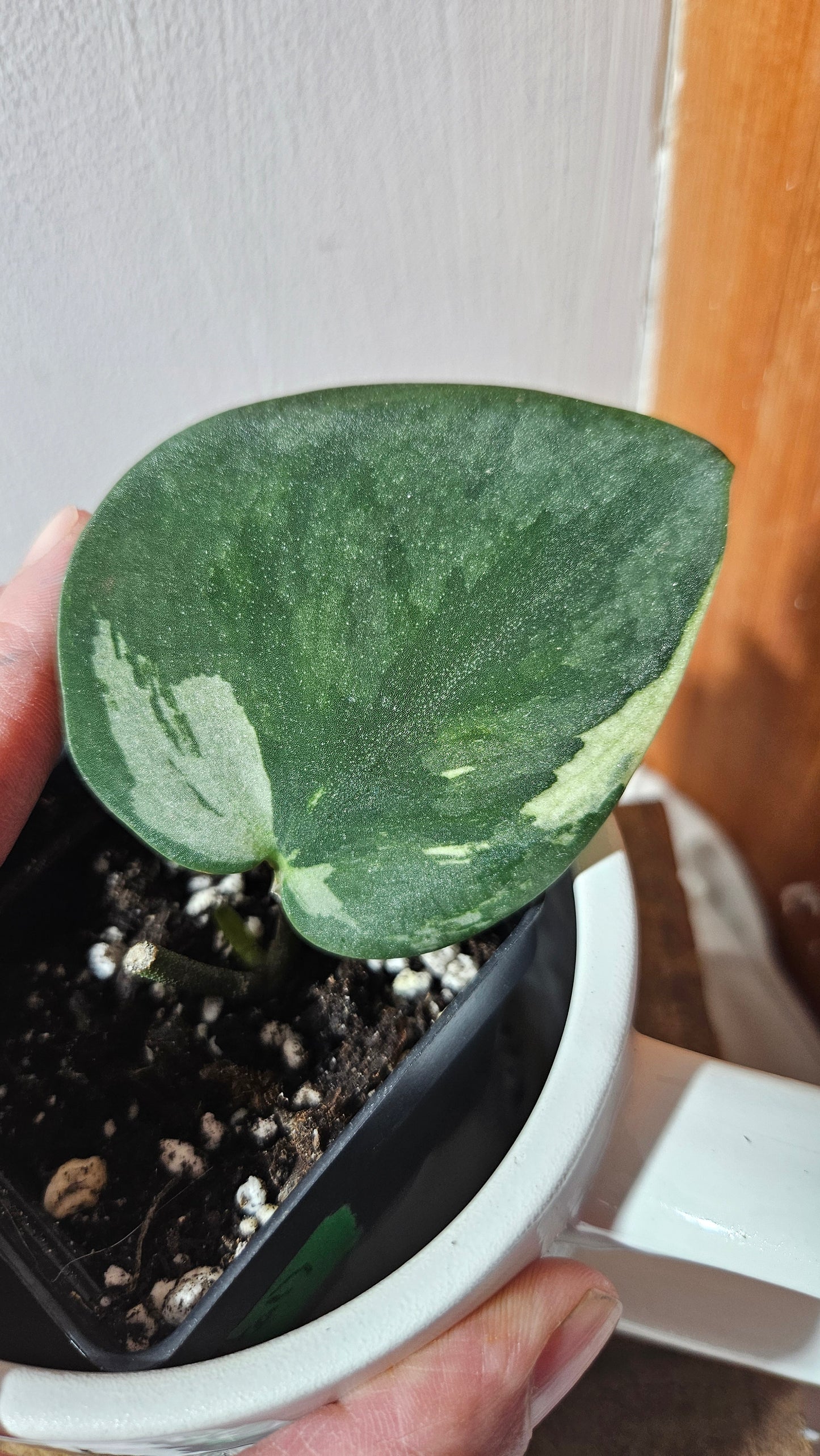 Scindapsus Jung jung Buih (SCI-1104)