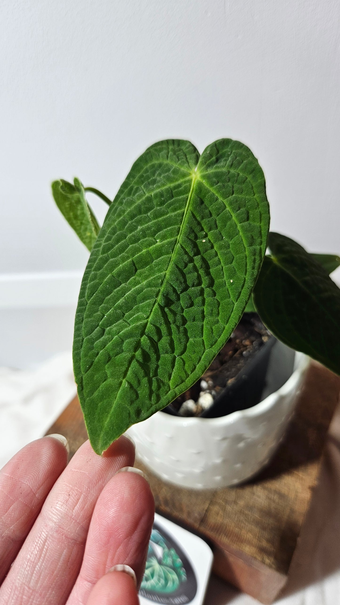 Anthurium Corrugatum Velvet "Format PETIT" (ANT-213)