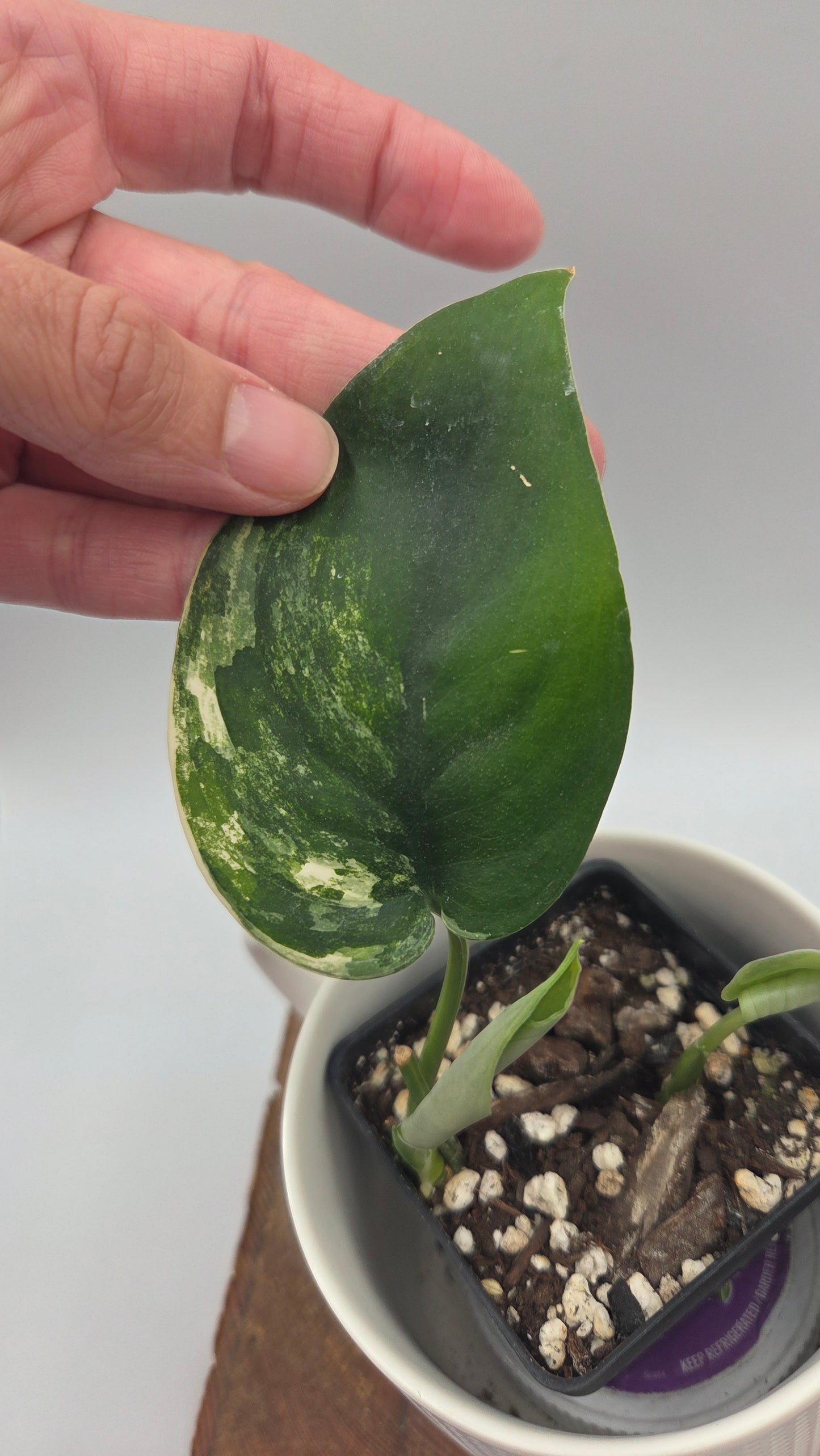 Scindapsus Jade Satin Aurea (SCI-1479)