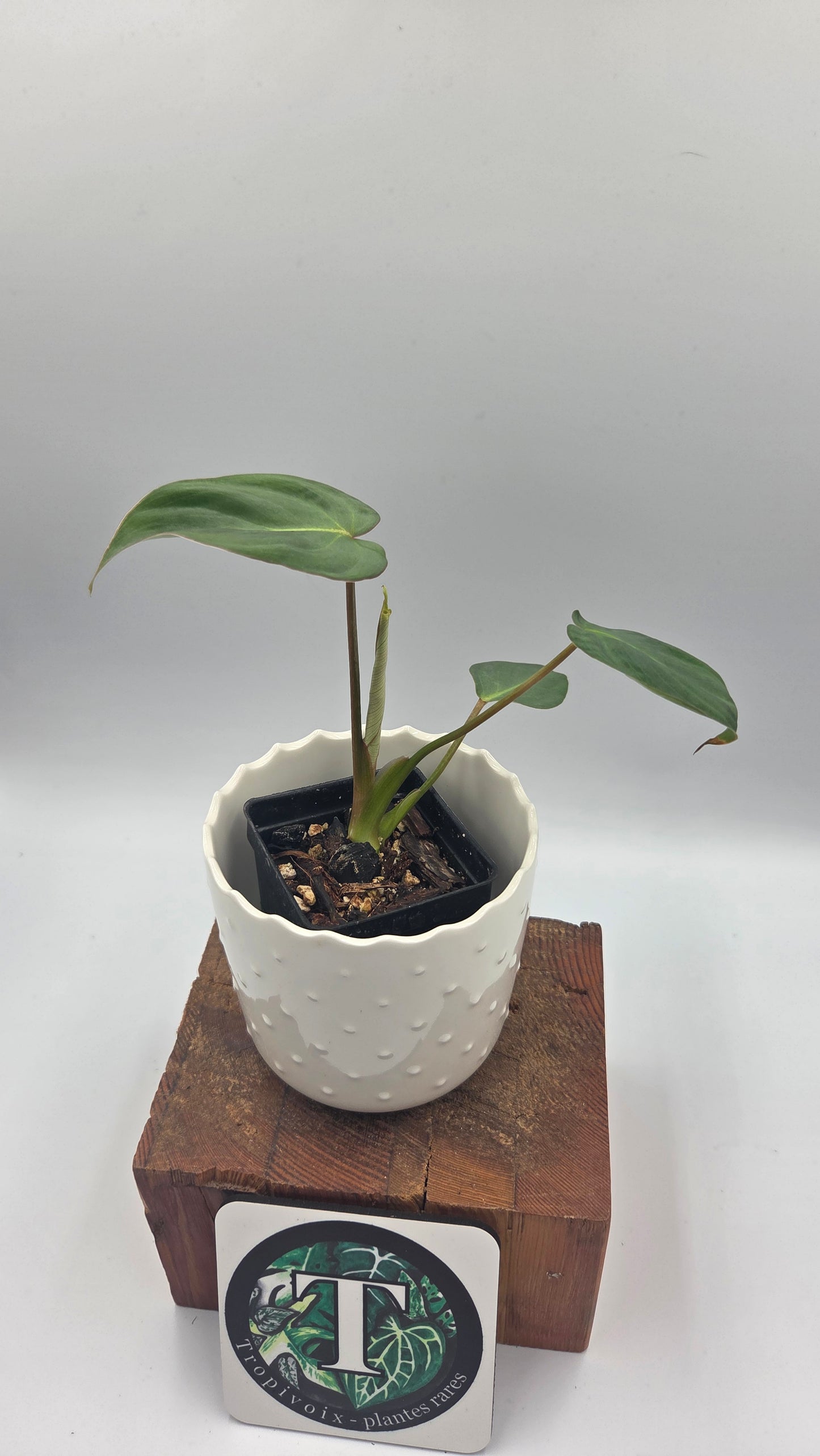 Philodendron Gloriosum (PHI-1037)
