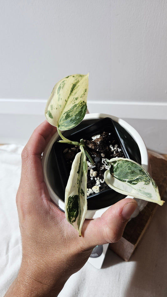 Scindapsus Simbara Mutation (SCI-1314)