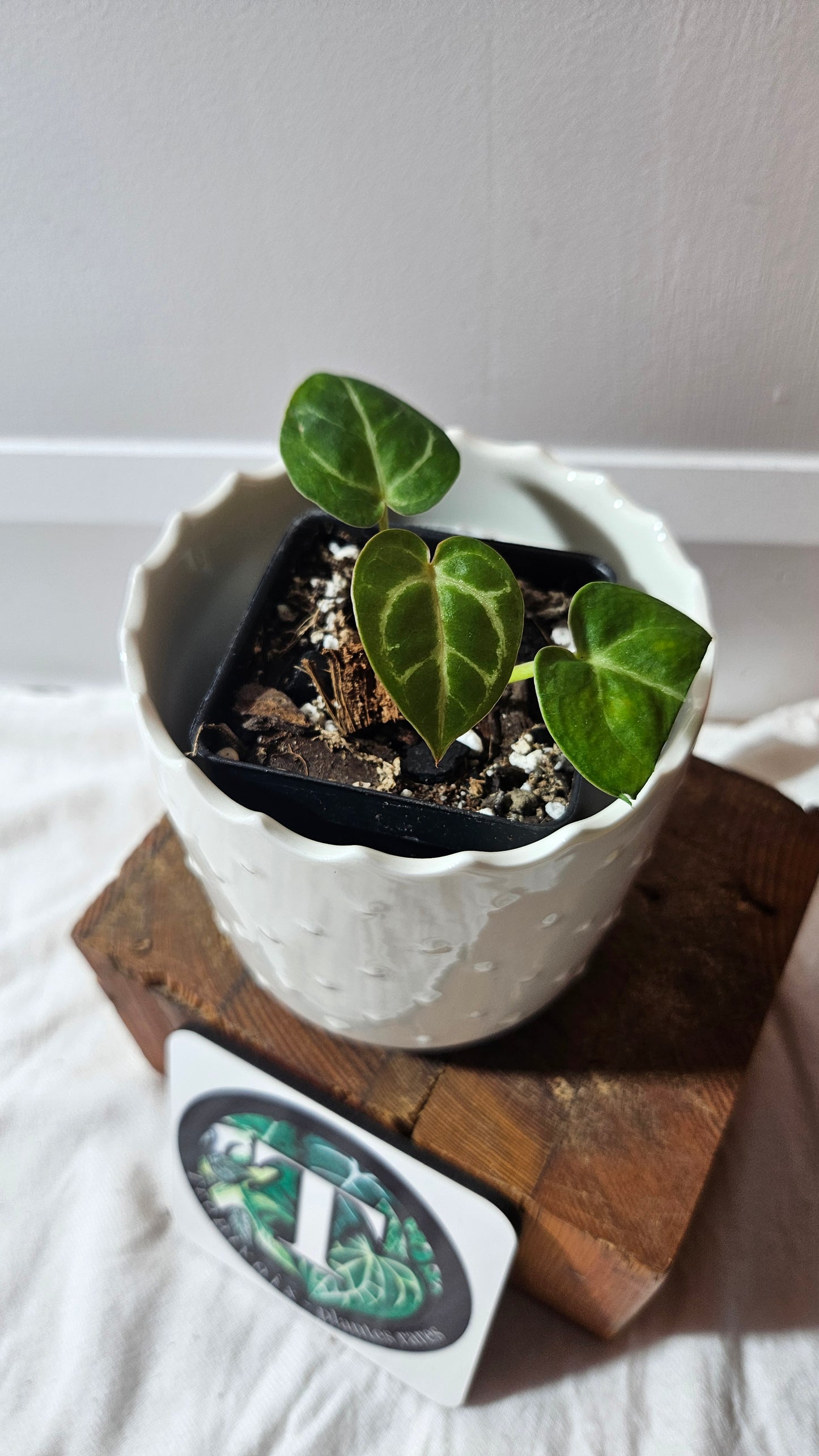 Anthurium Hoffmanii "format SEEDLING" (ANT-585)