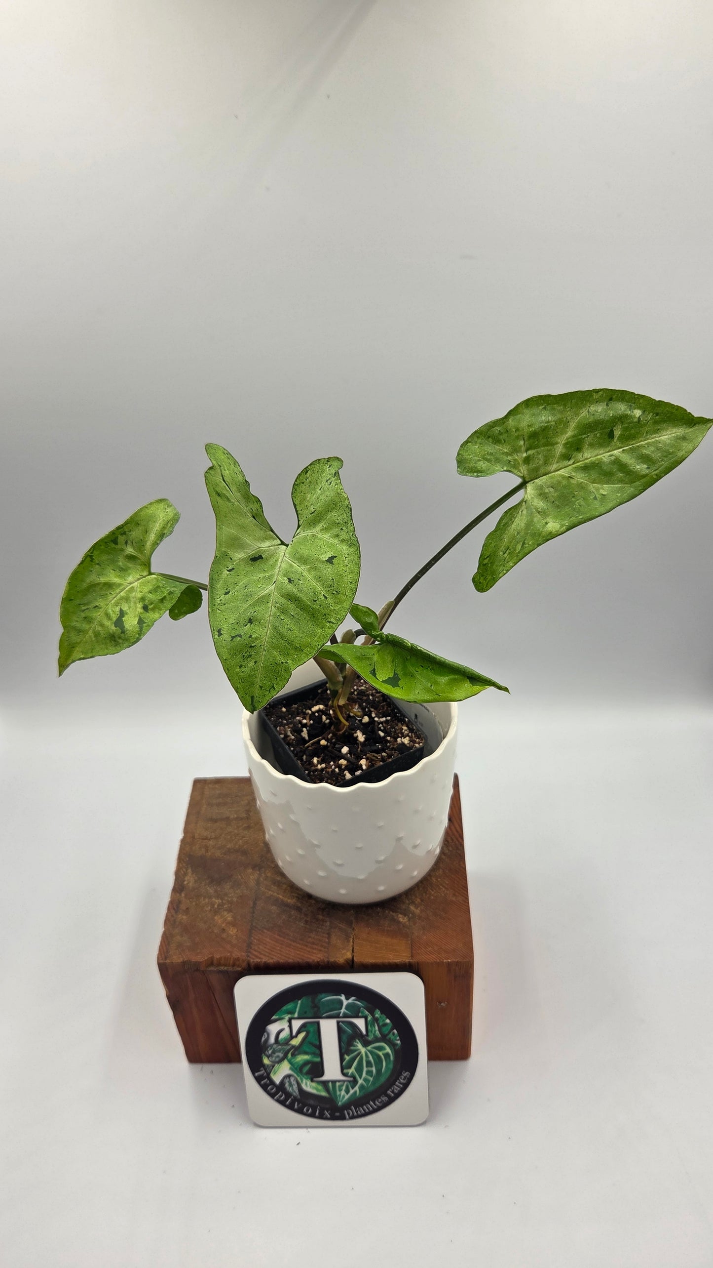 Syngonium Freckles Europe (SYN-511)