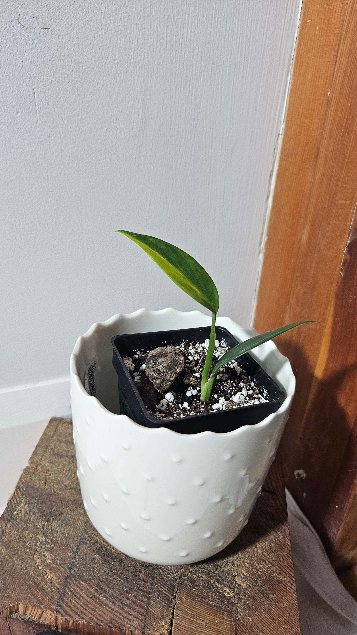 Scindapsus Coriaceus Aurea(SCI-785)