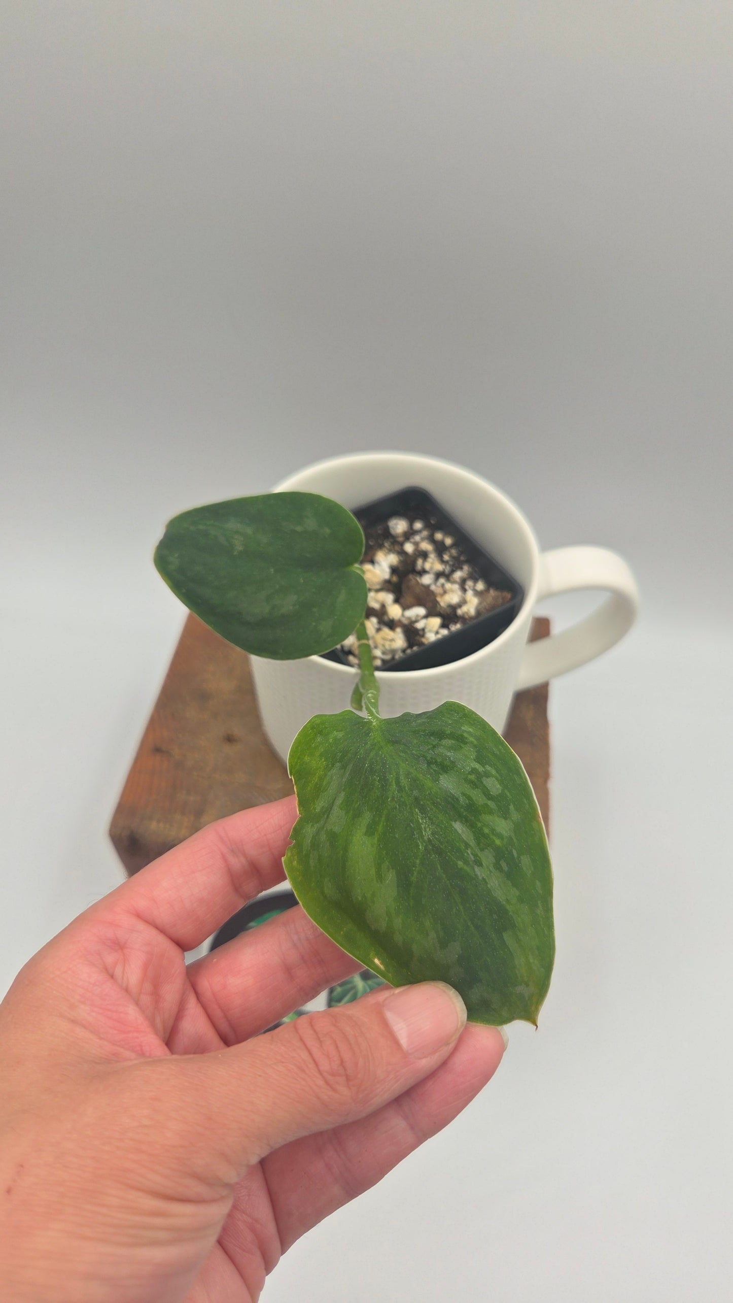 Scindapsus Green Emerald (SCI-1477)