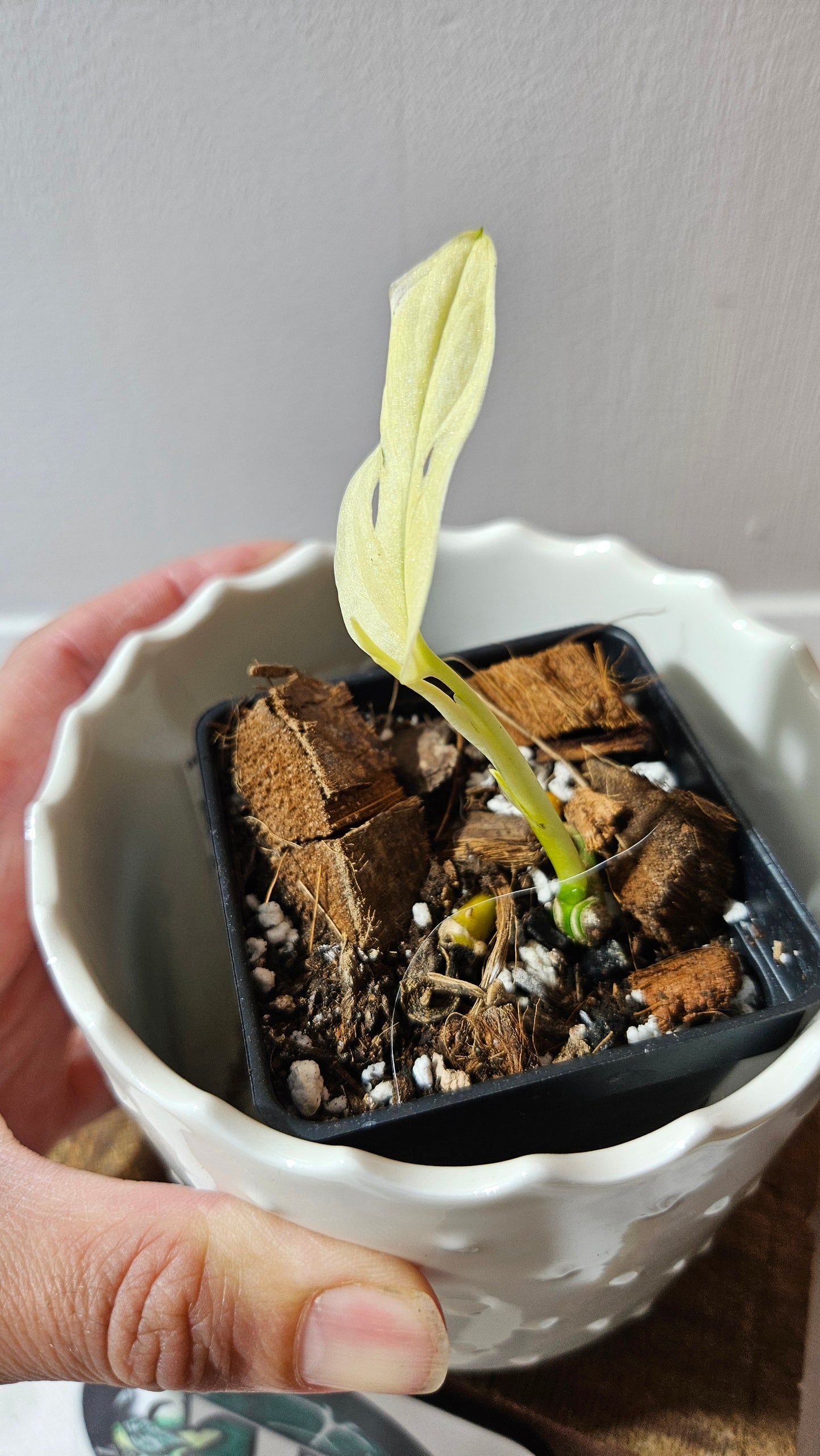 Monstera Andasonii Archipelago Ghost (MON-456)