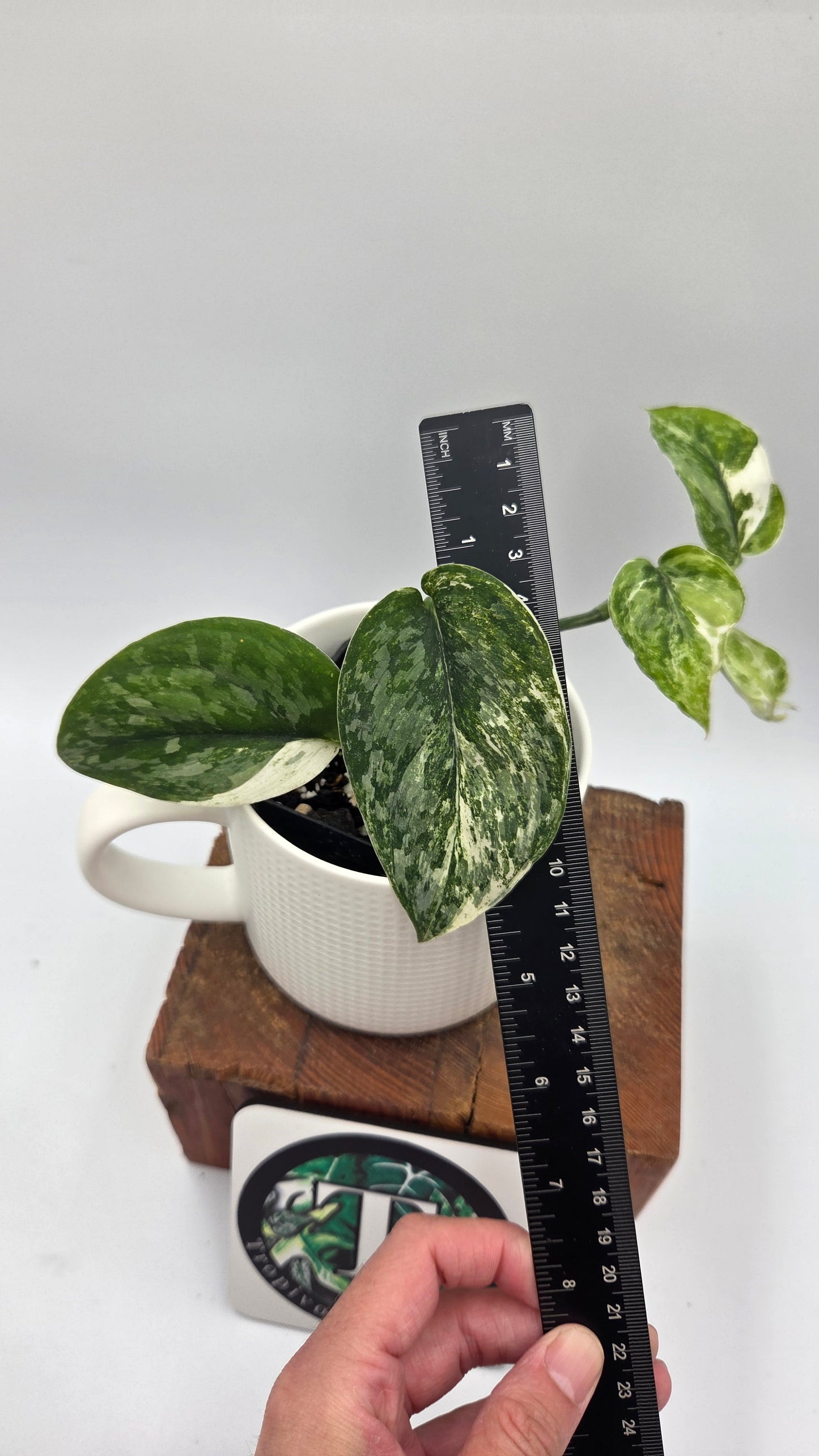 Scindapsus Silver Splash Kiara (SCI-1016)