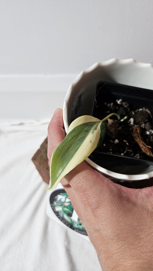 Philodendron Hederaceum Rio (PHI-819)