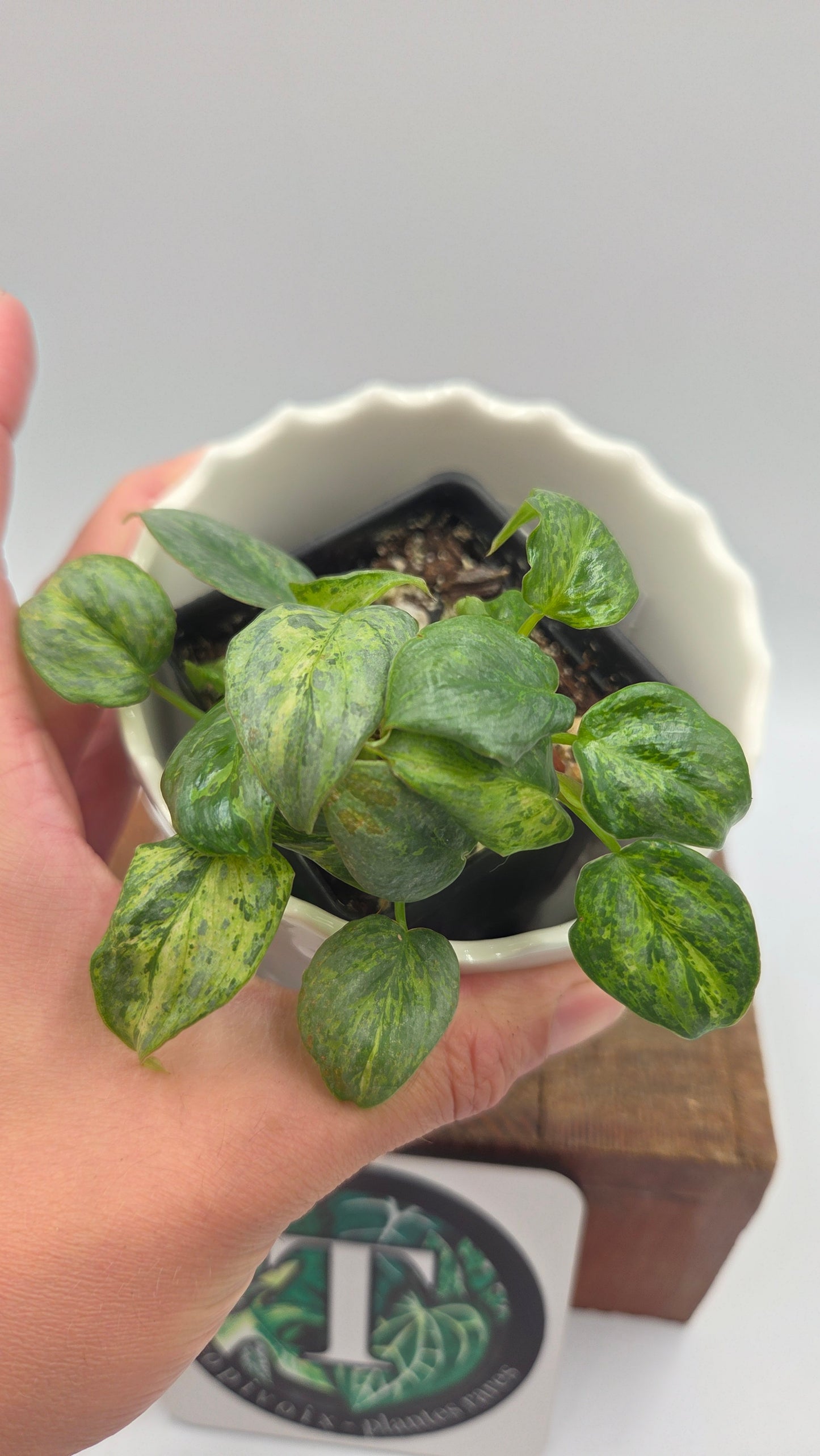 Philodendron Sodiroi Variegata (PHI-1075)