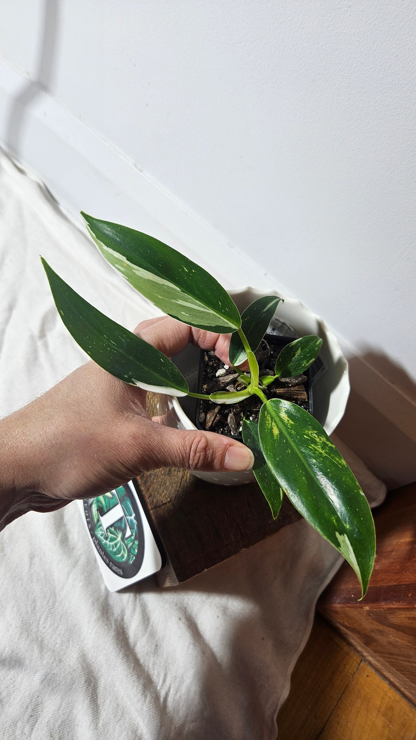 Philodendron White Princess (PHI-630)