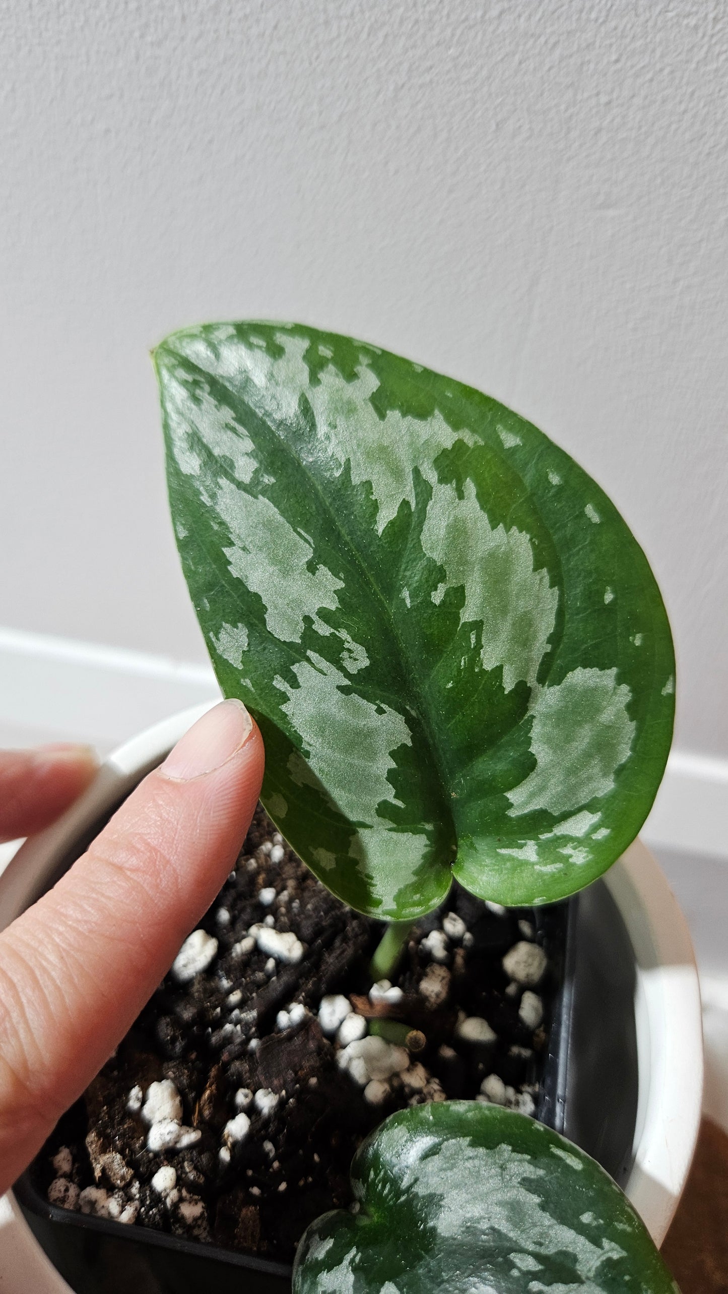 Scindapsus Dark Tricolore (SCI-1139)