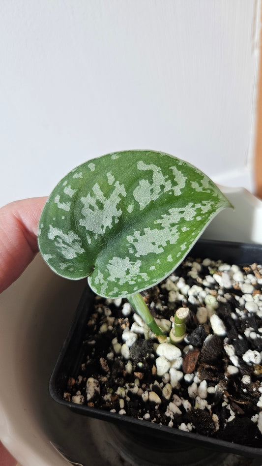 Scindapsus Silver Queen (SCI-1028)